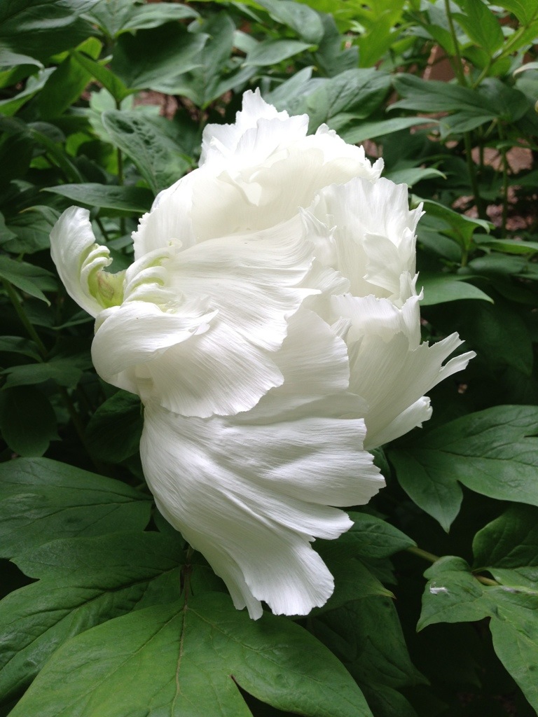 20130519-081720.jpg