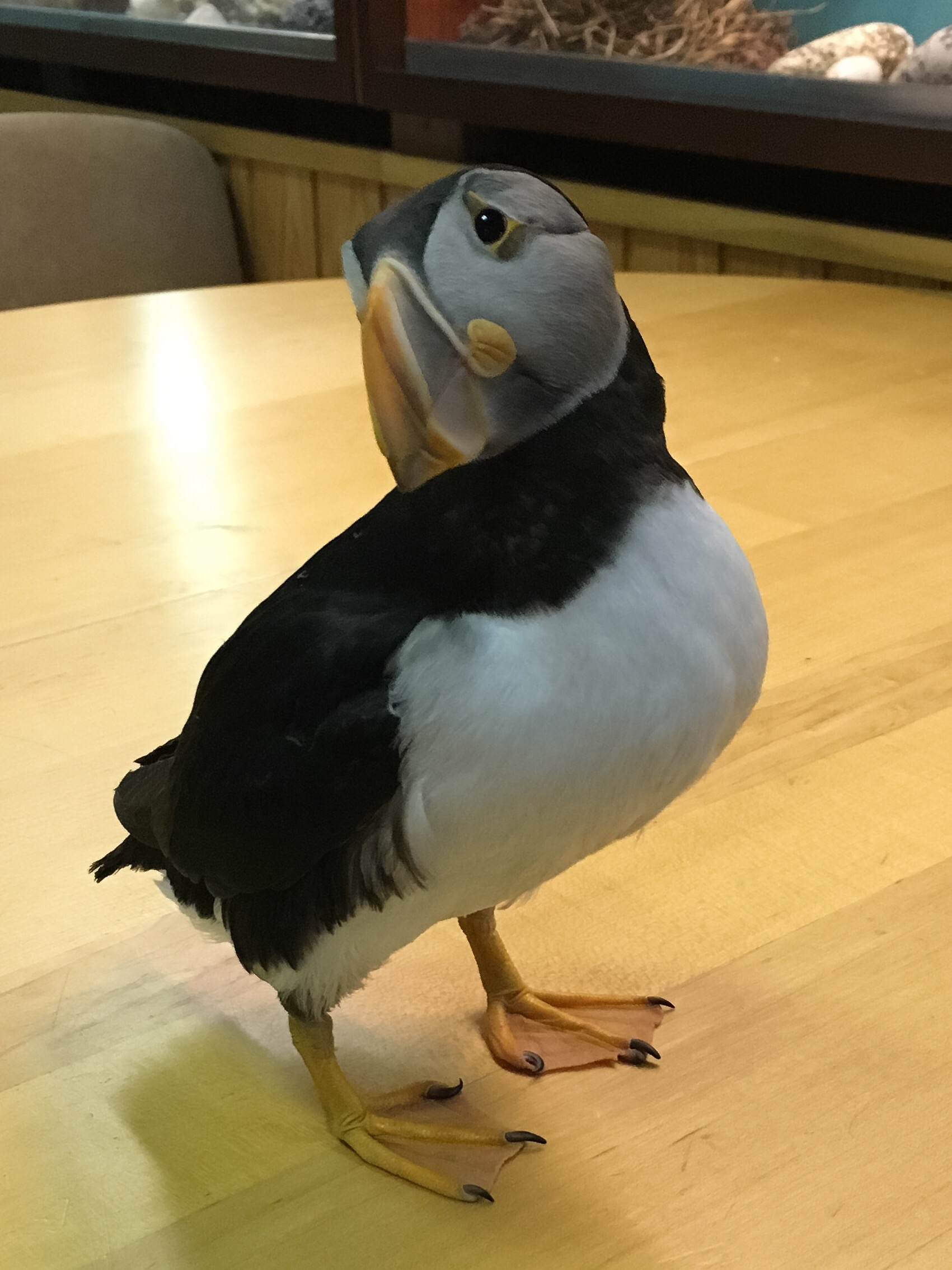 Tóki the puffin