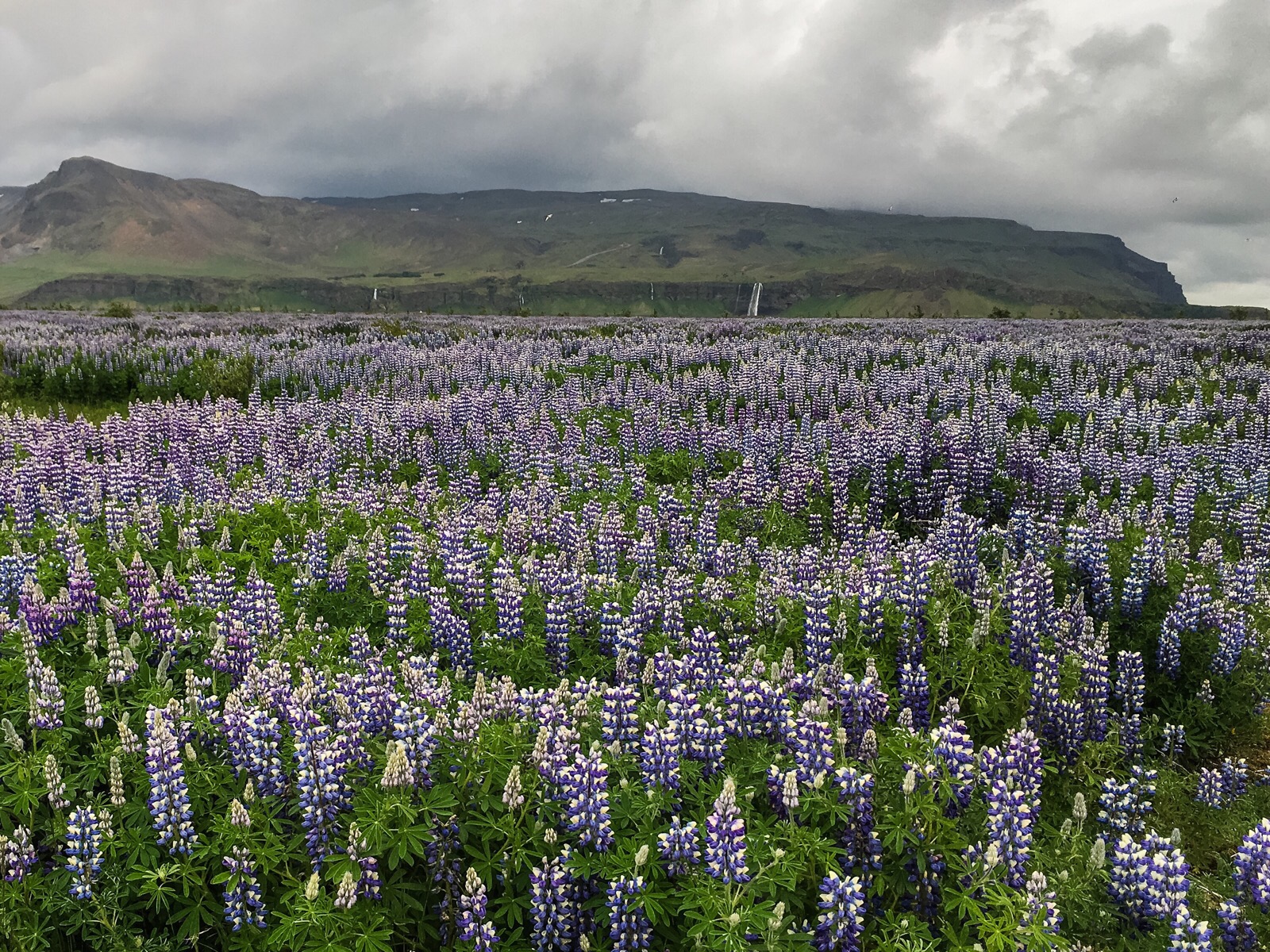 Lupine madness!
