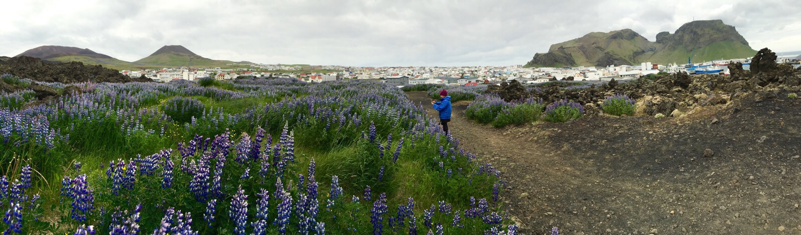 Mal photographing lupine and lava