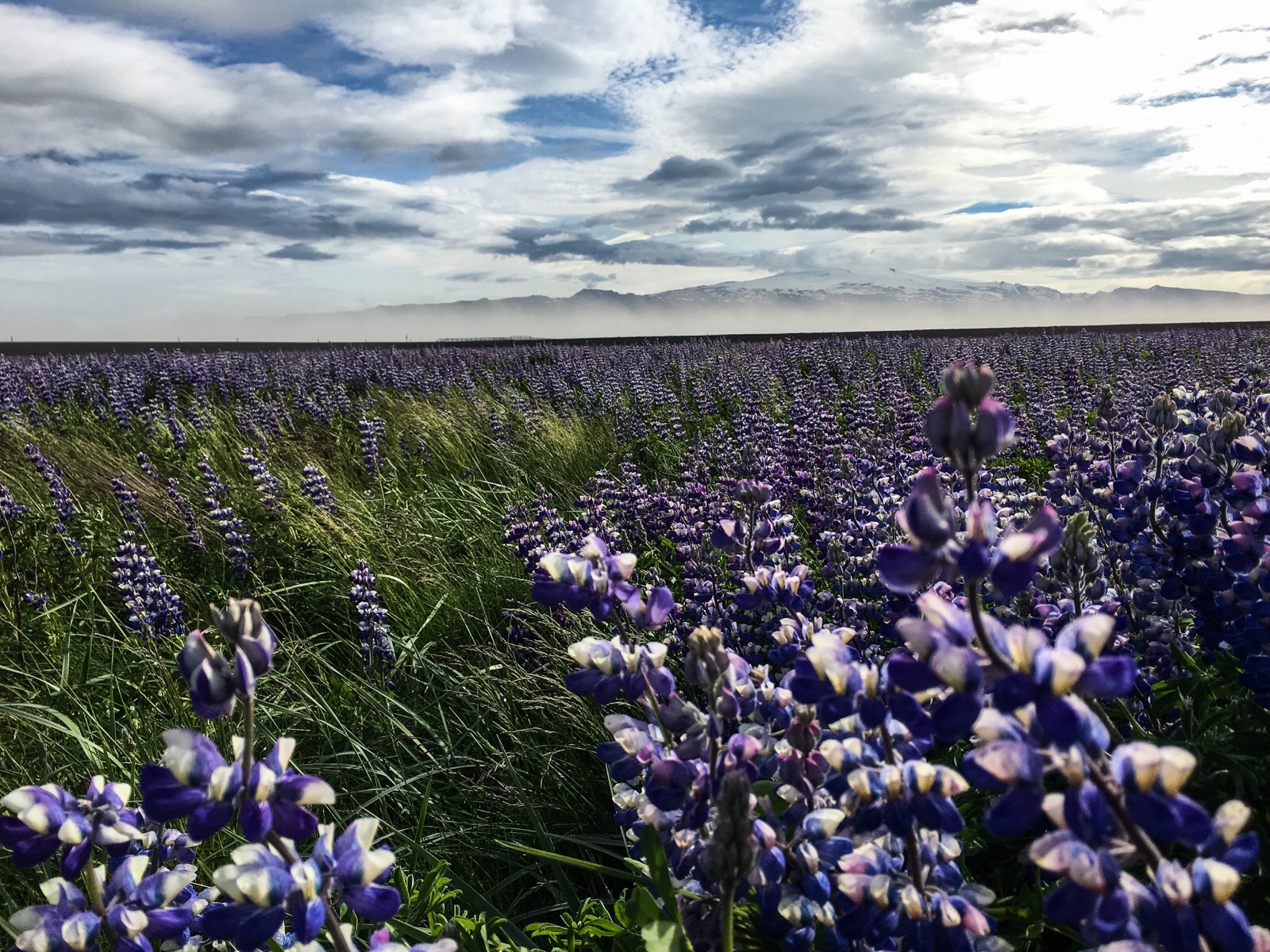 lupine vista