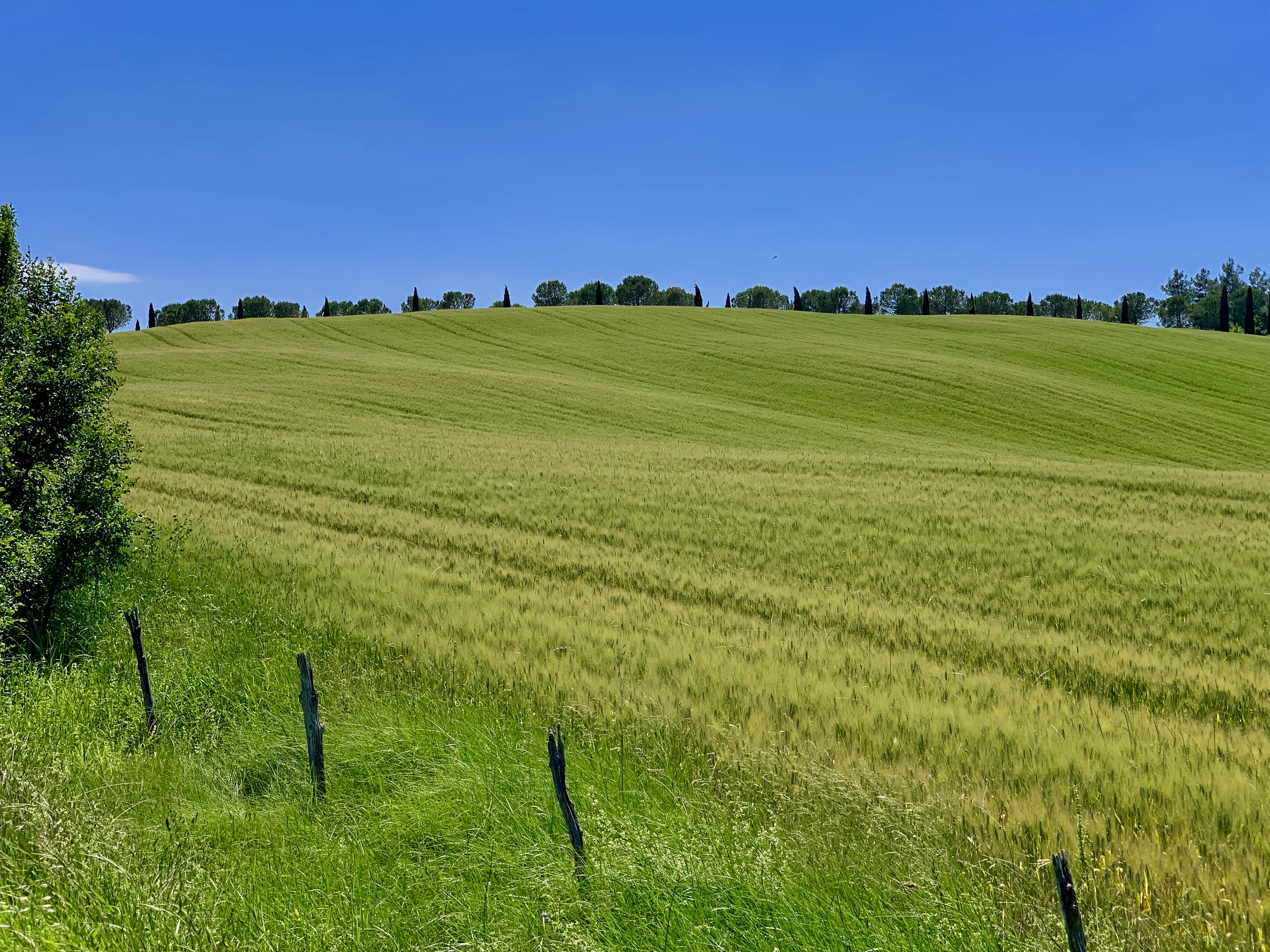 Fields and cypress near Siena