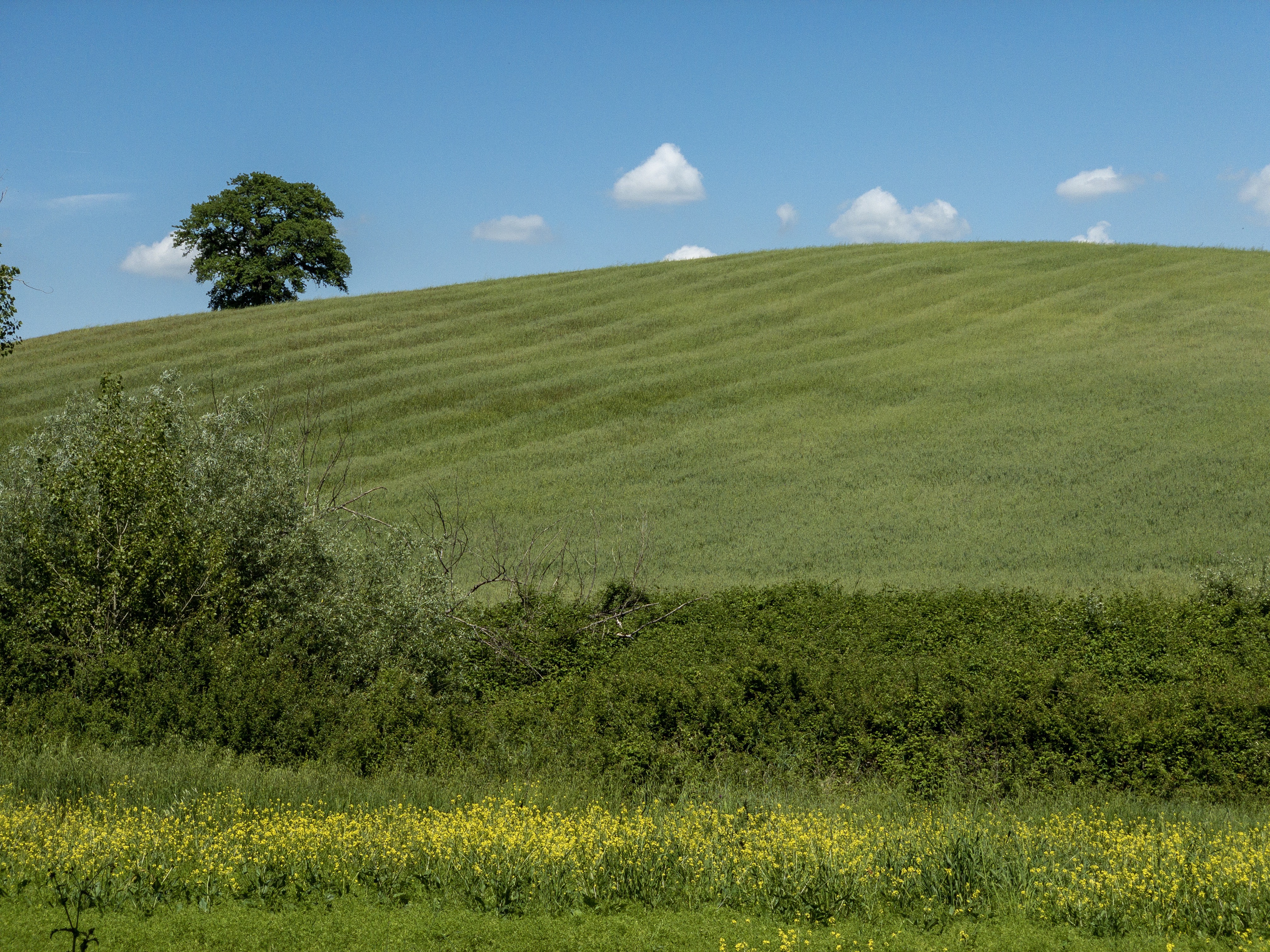 More green fields, this one with a lone evergreen in it