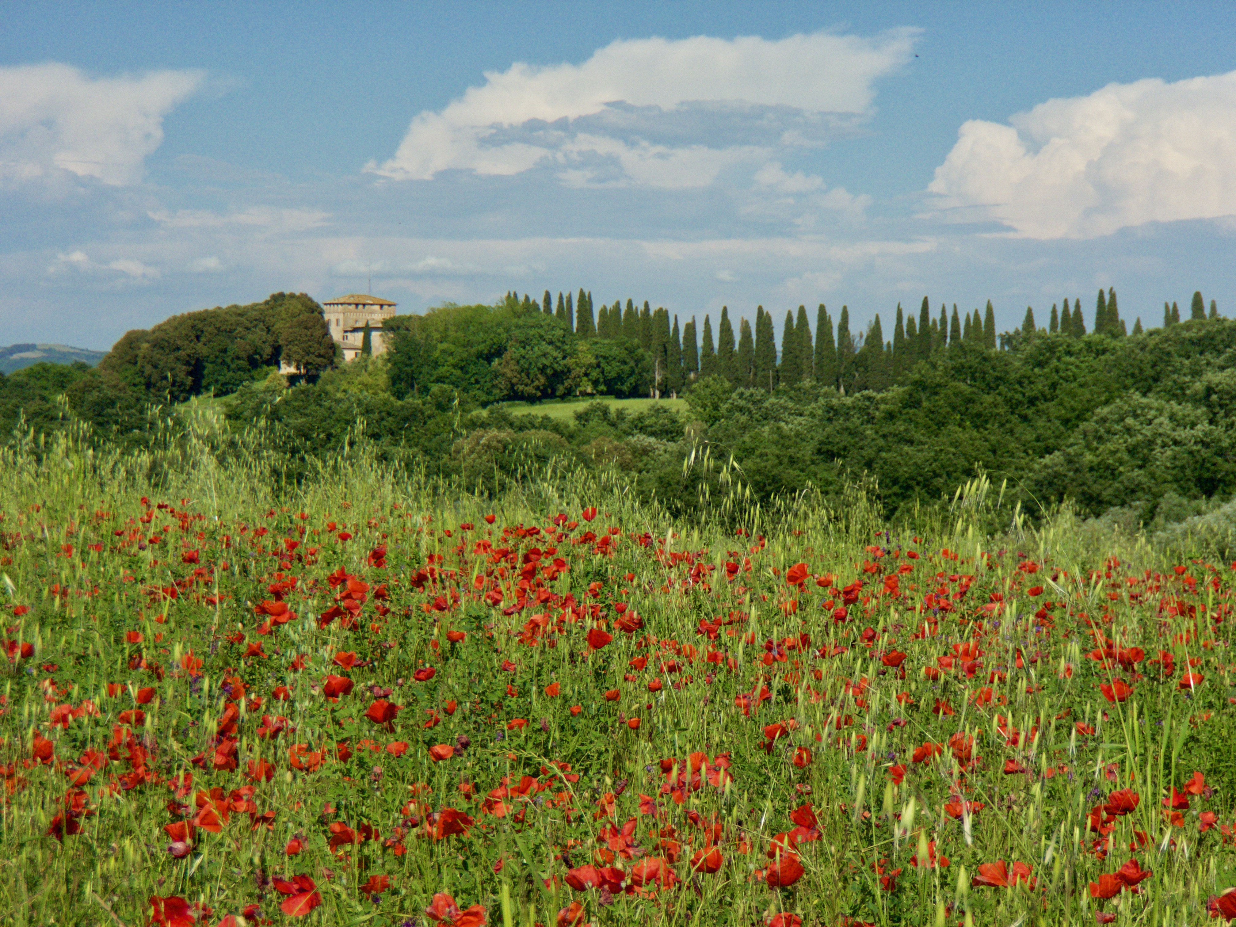 Poppies, cypress and green grass