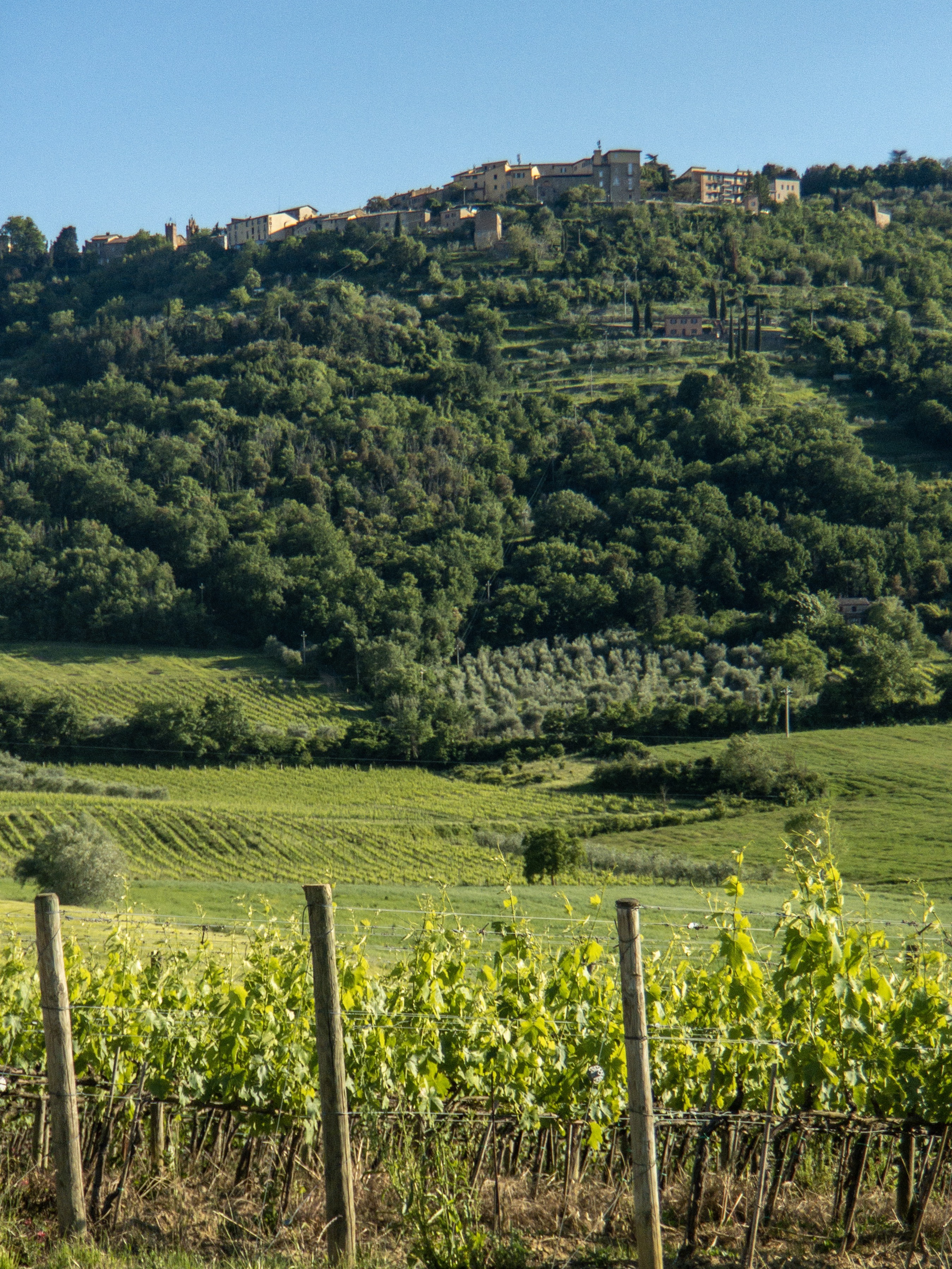 Looking up at Montalcino from the foot of the last big climb