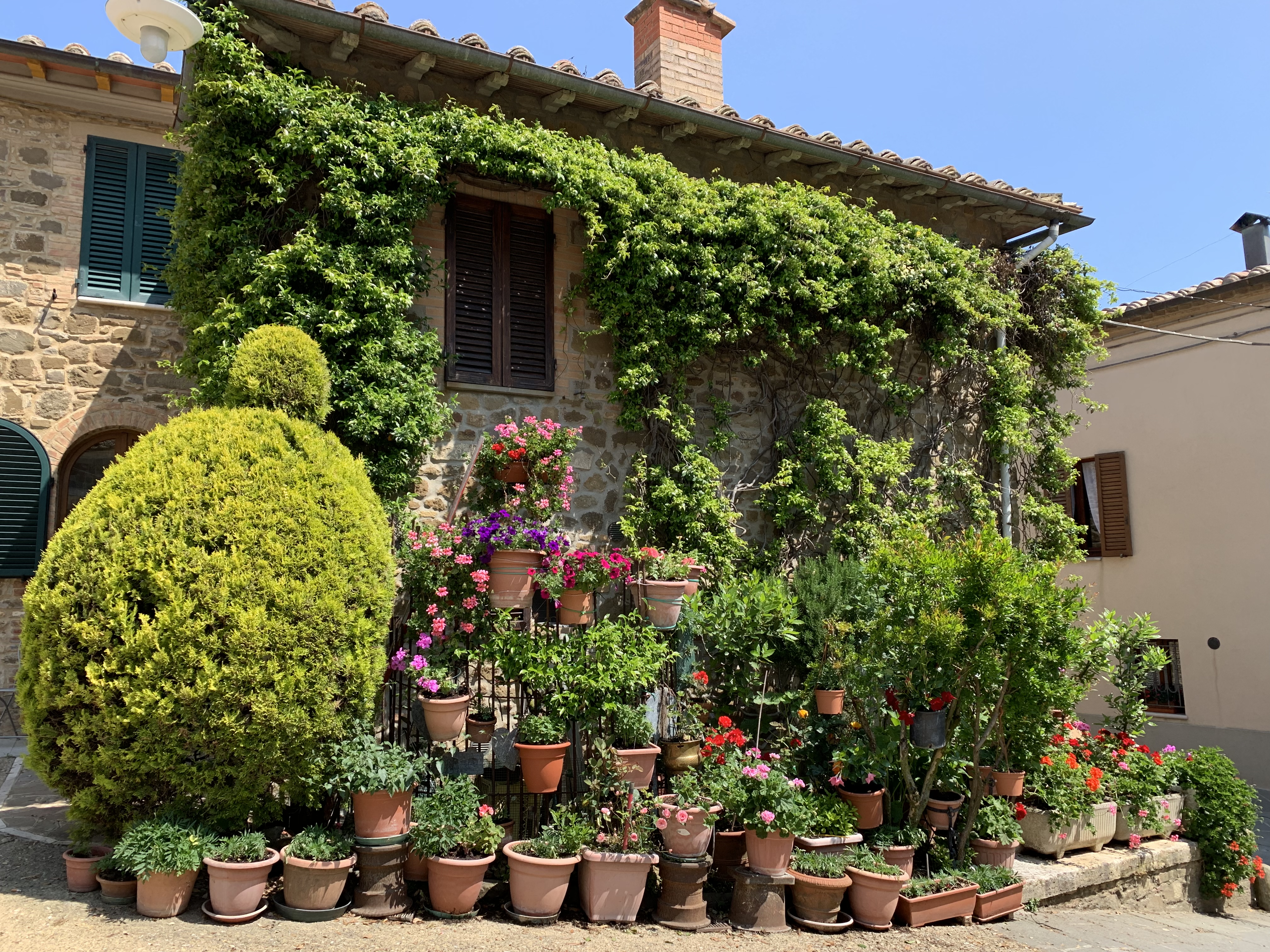 Beautiful flowers next to a house