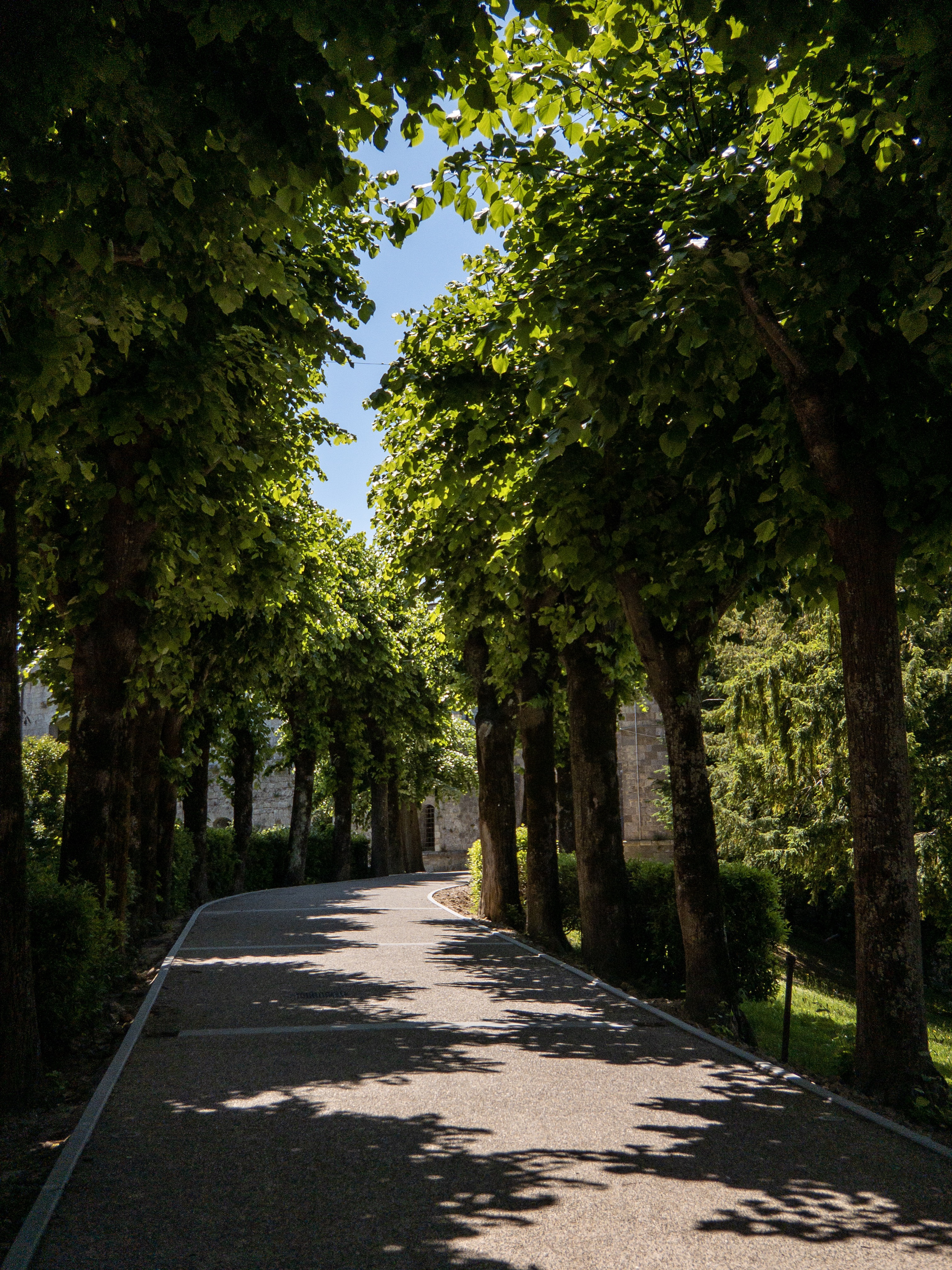Tree-lined path up to the ‘fortrezza’/museum in Montepulciano