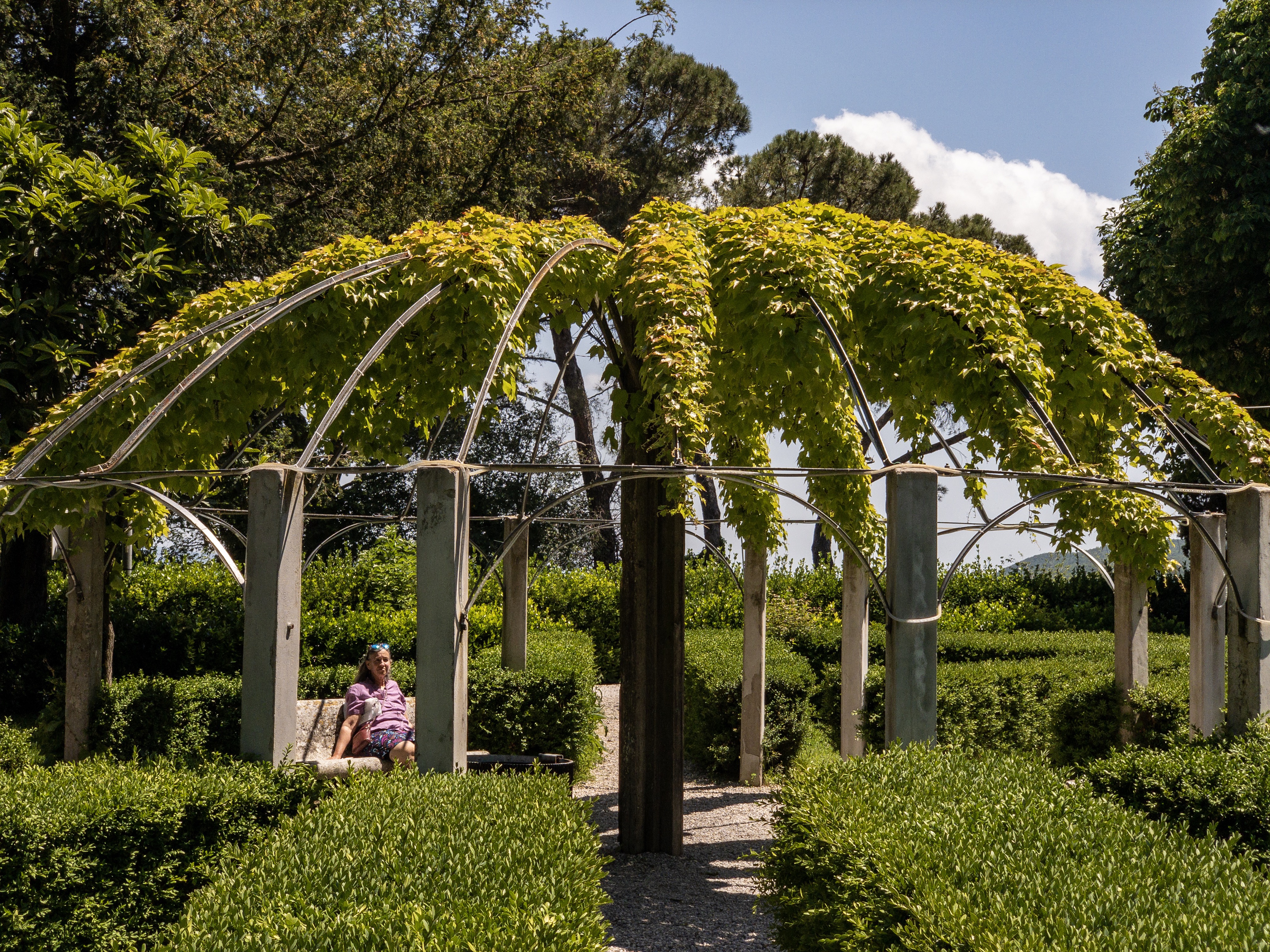 Grape arbor