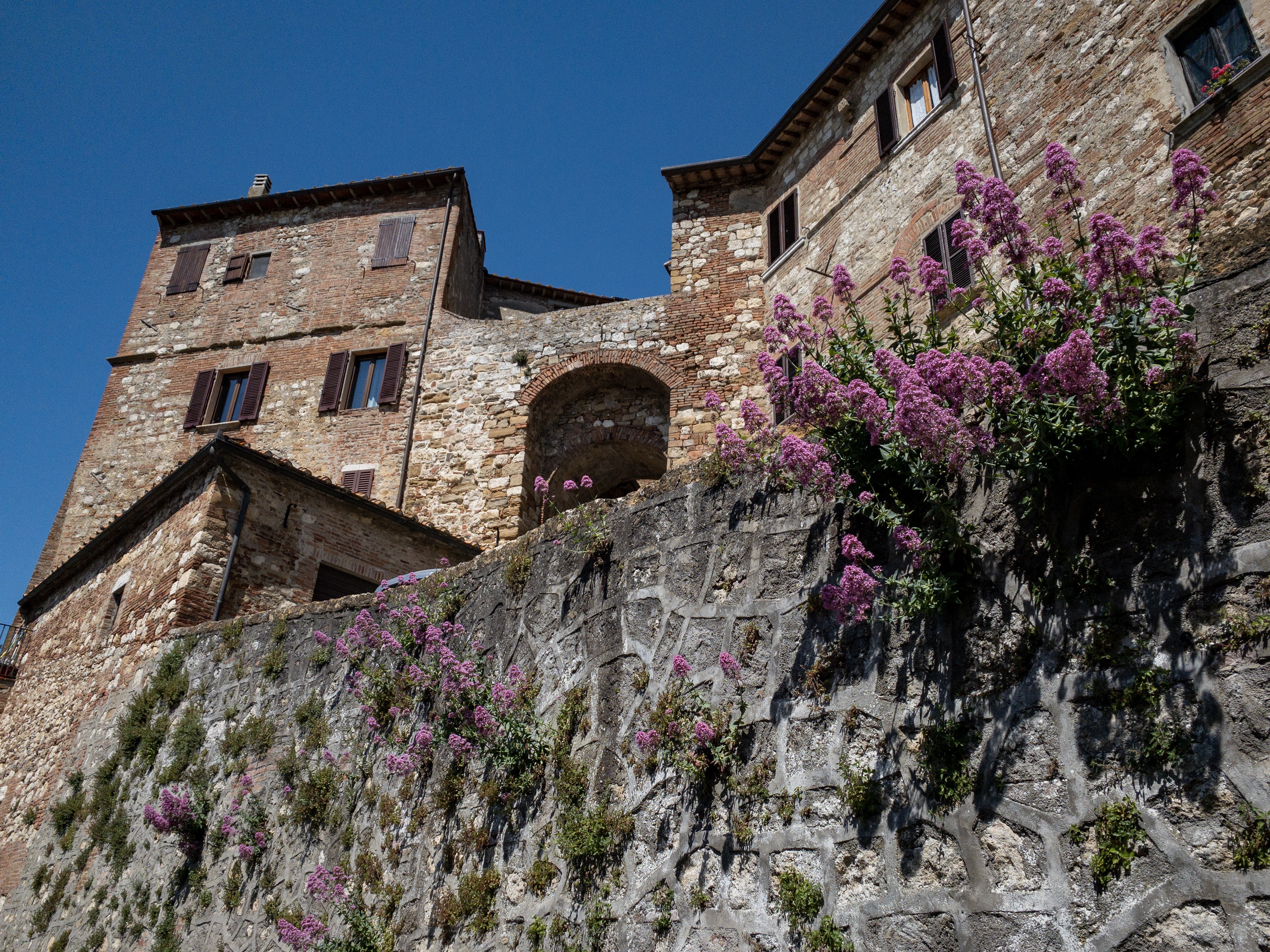 Flowers growing out of a rock wall