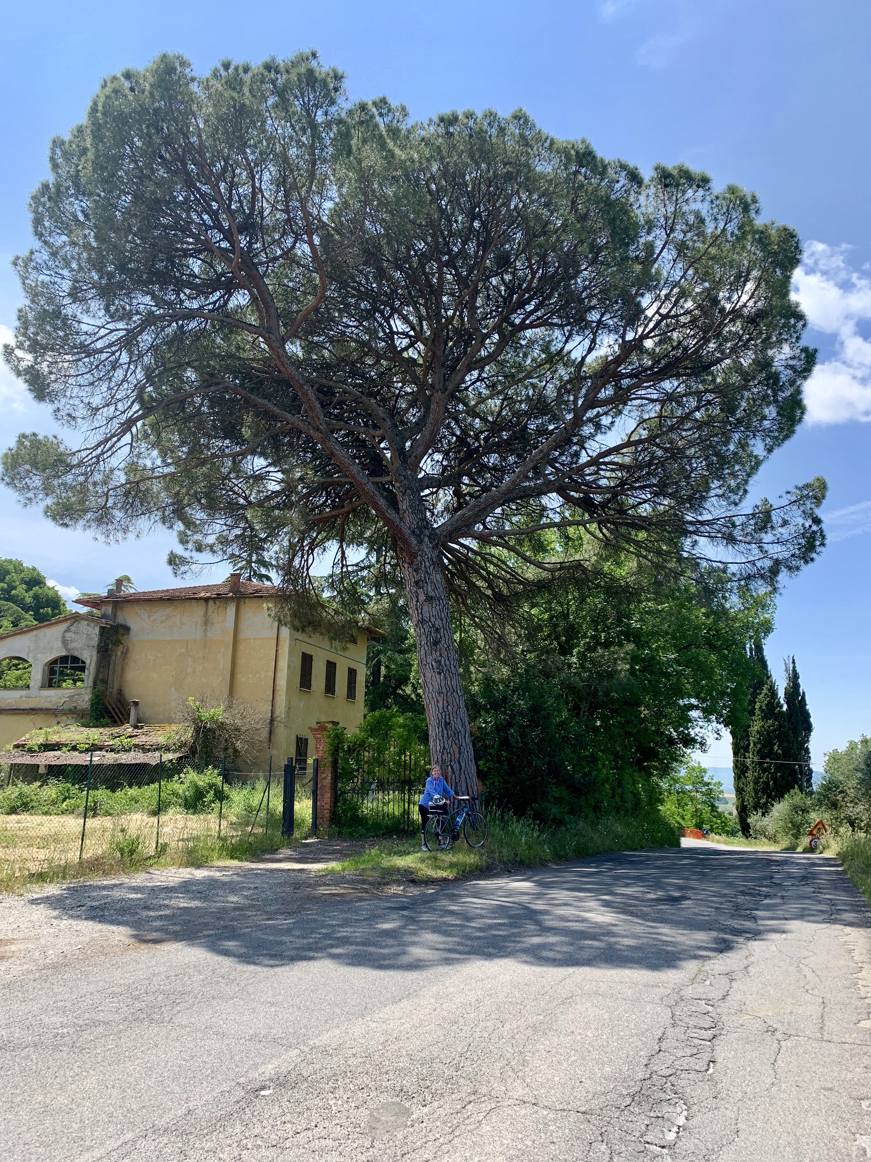 Giant pine tree