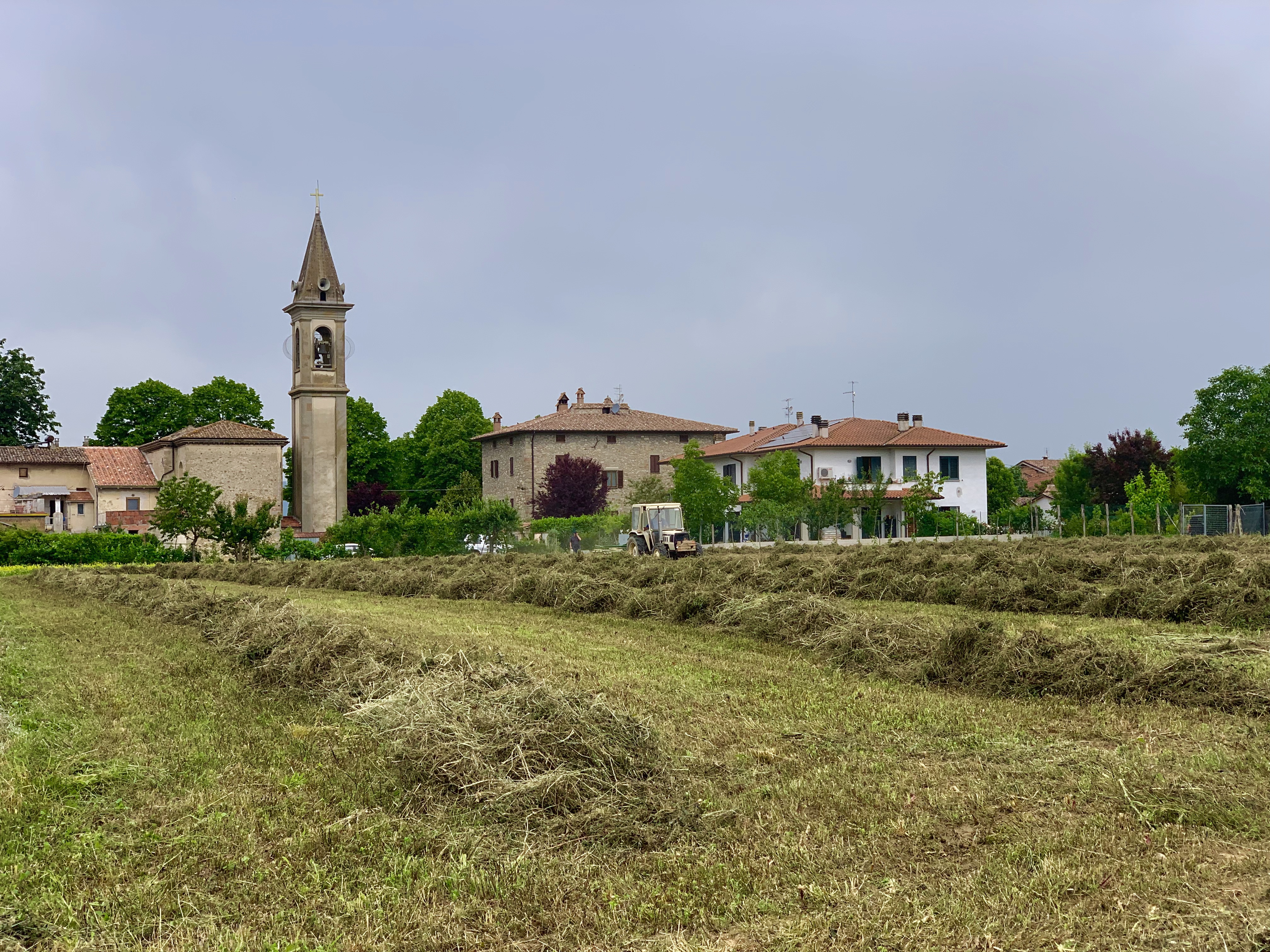 Freshly turned hay, with church tower in background