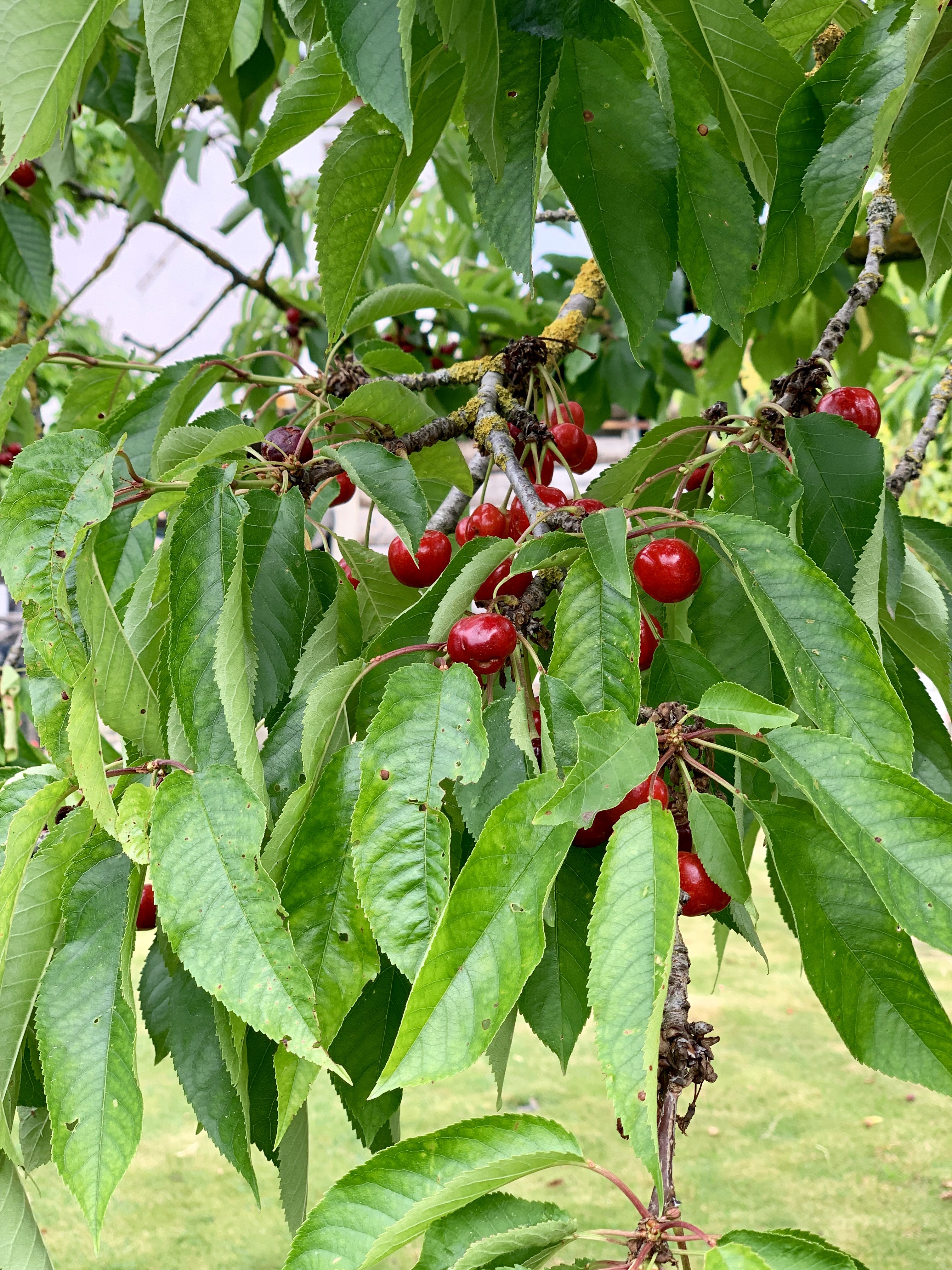 Cherries ripening on the tree