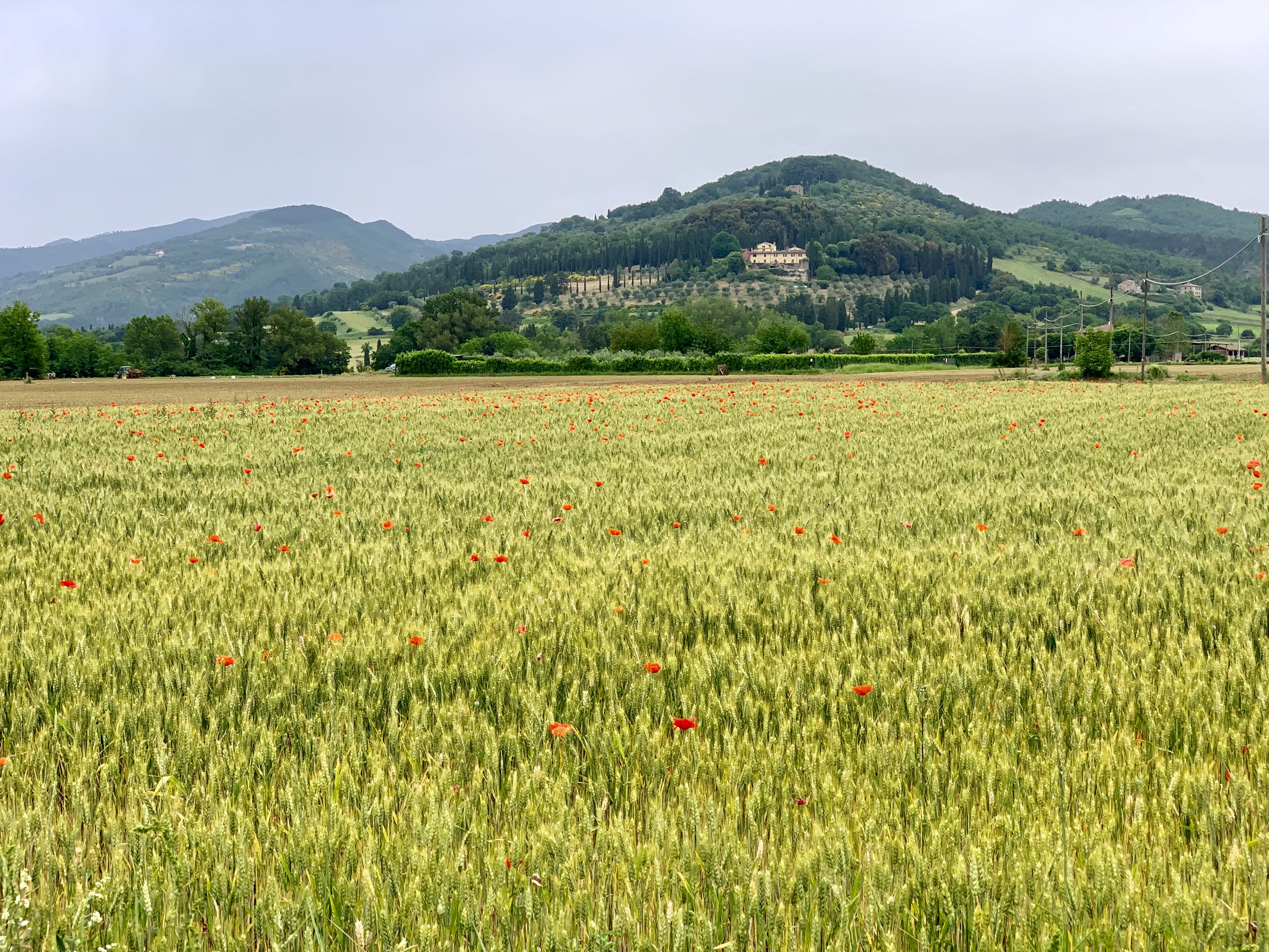 Poppies sprinkled into fields of grain