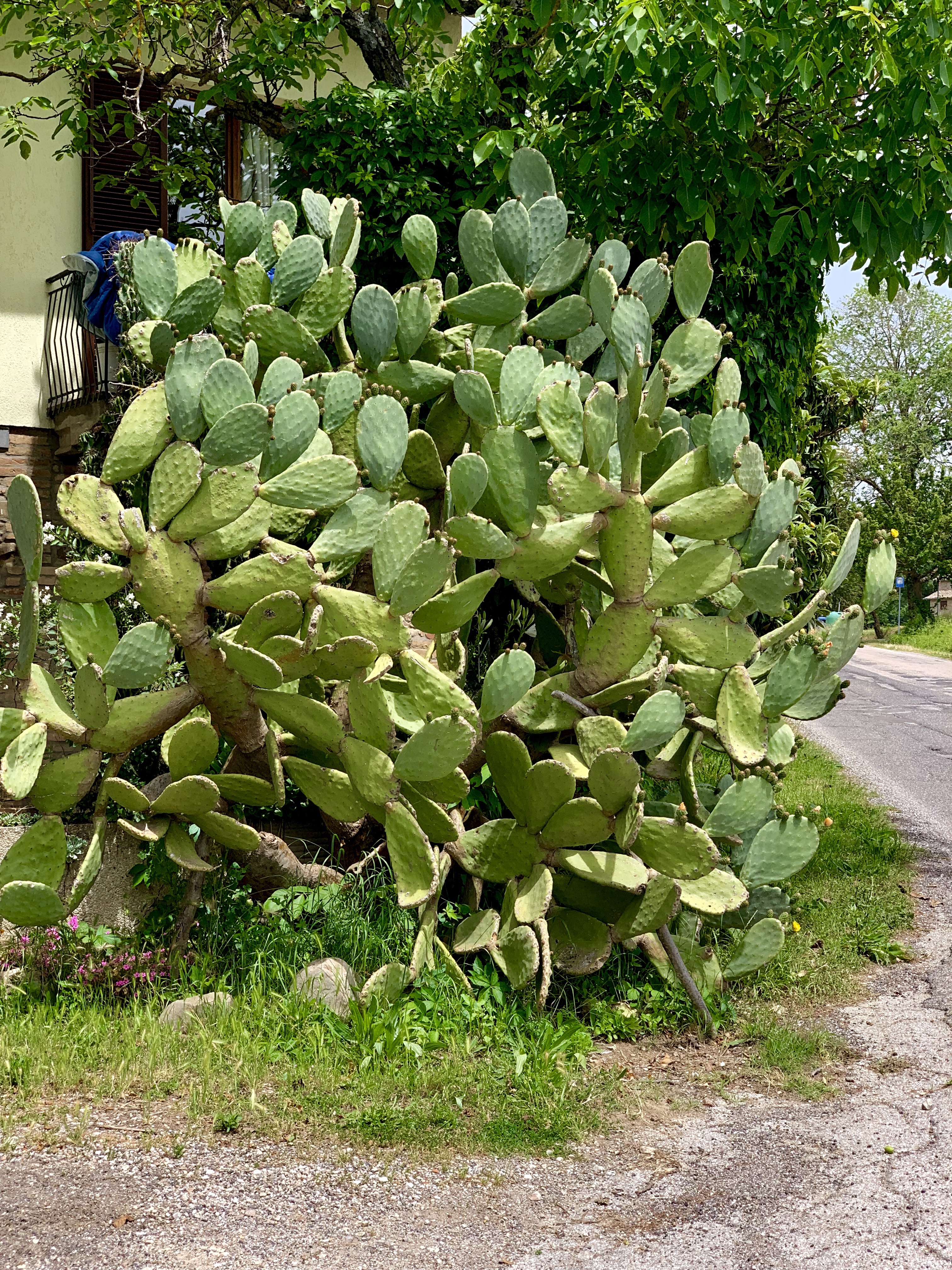 Giant cactus, near Montone
