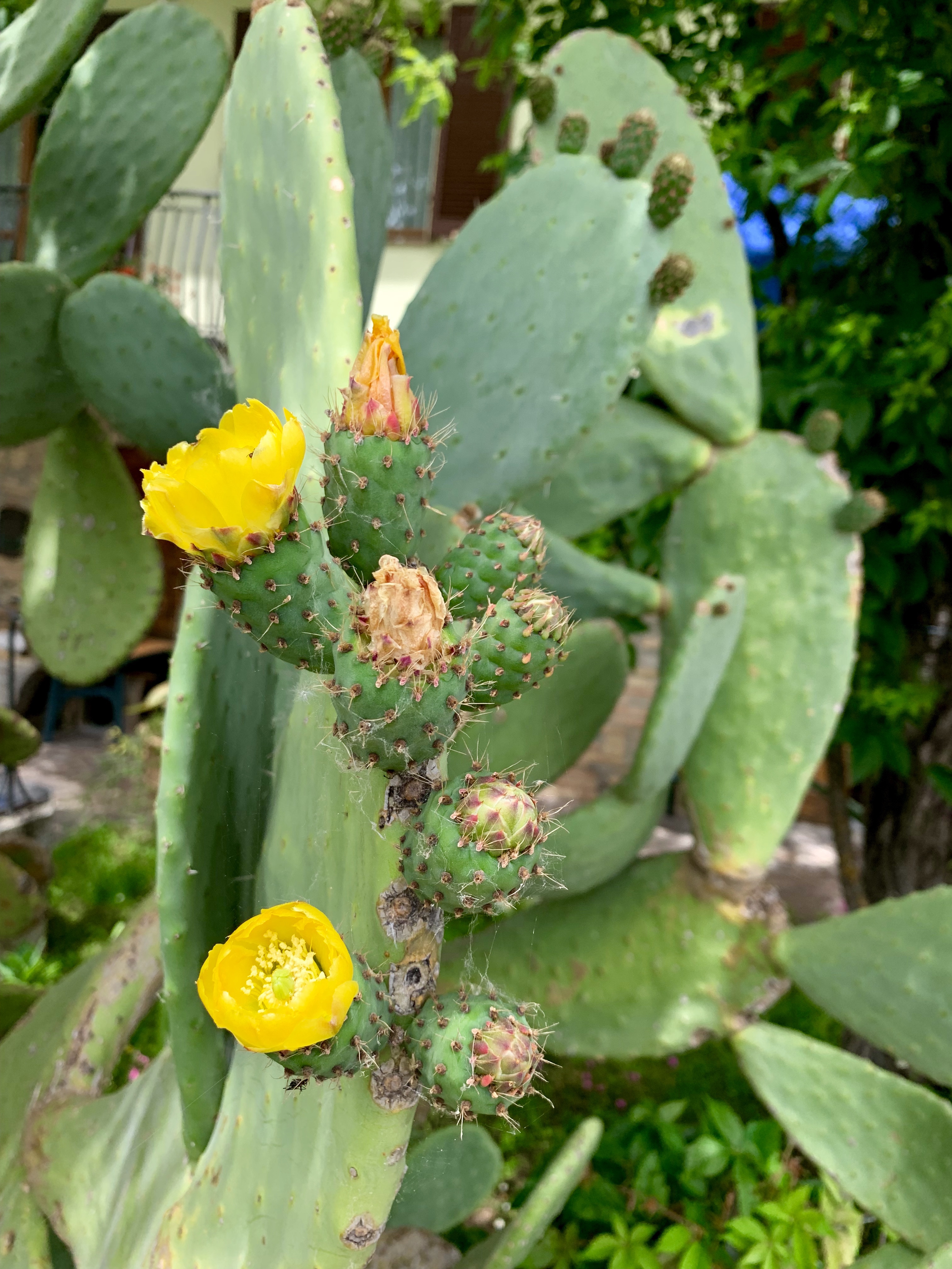 Cactus flowers
