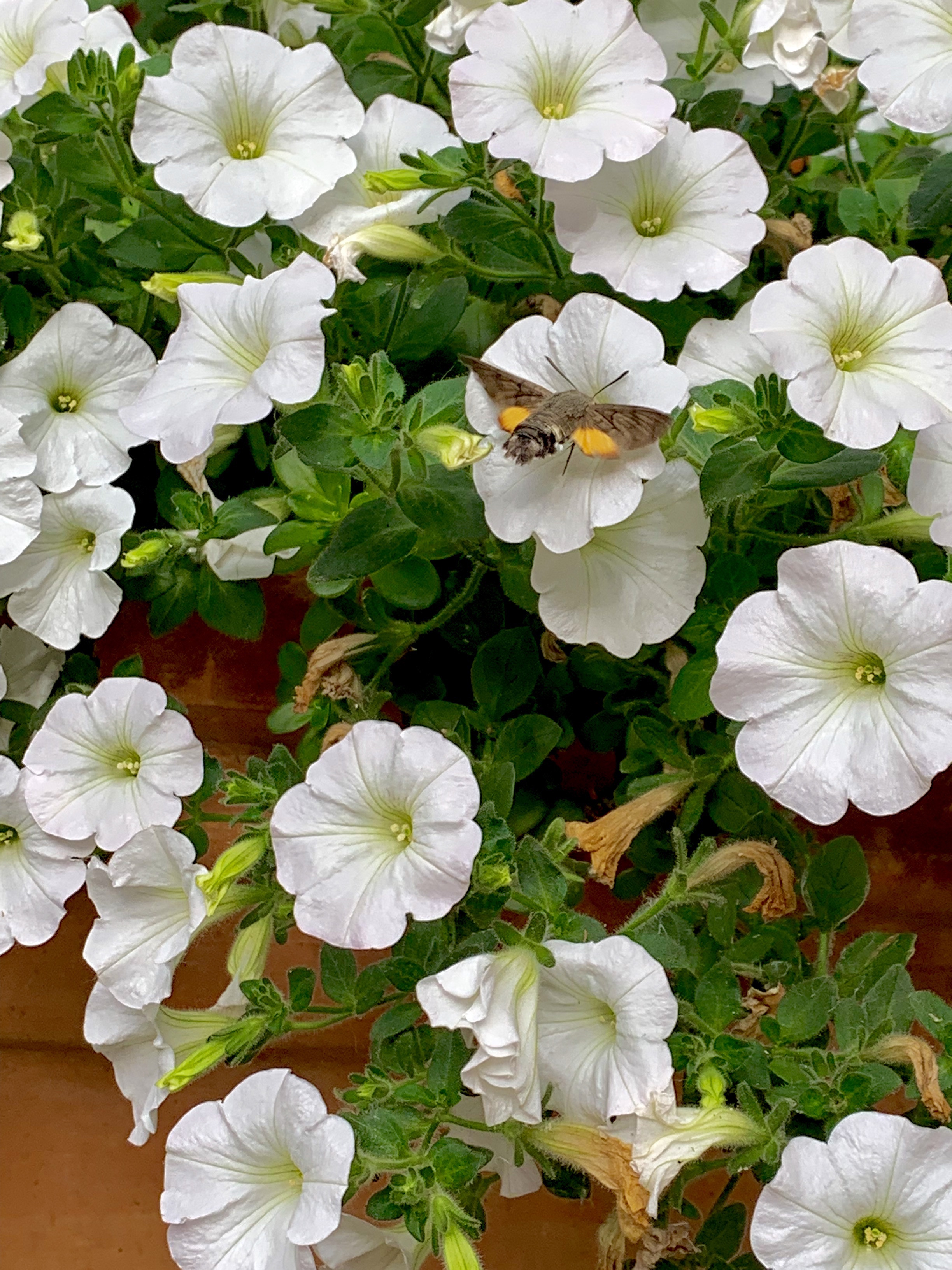 “Hummingbird moth” on white petunias