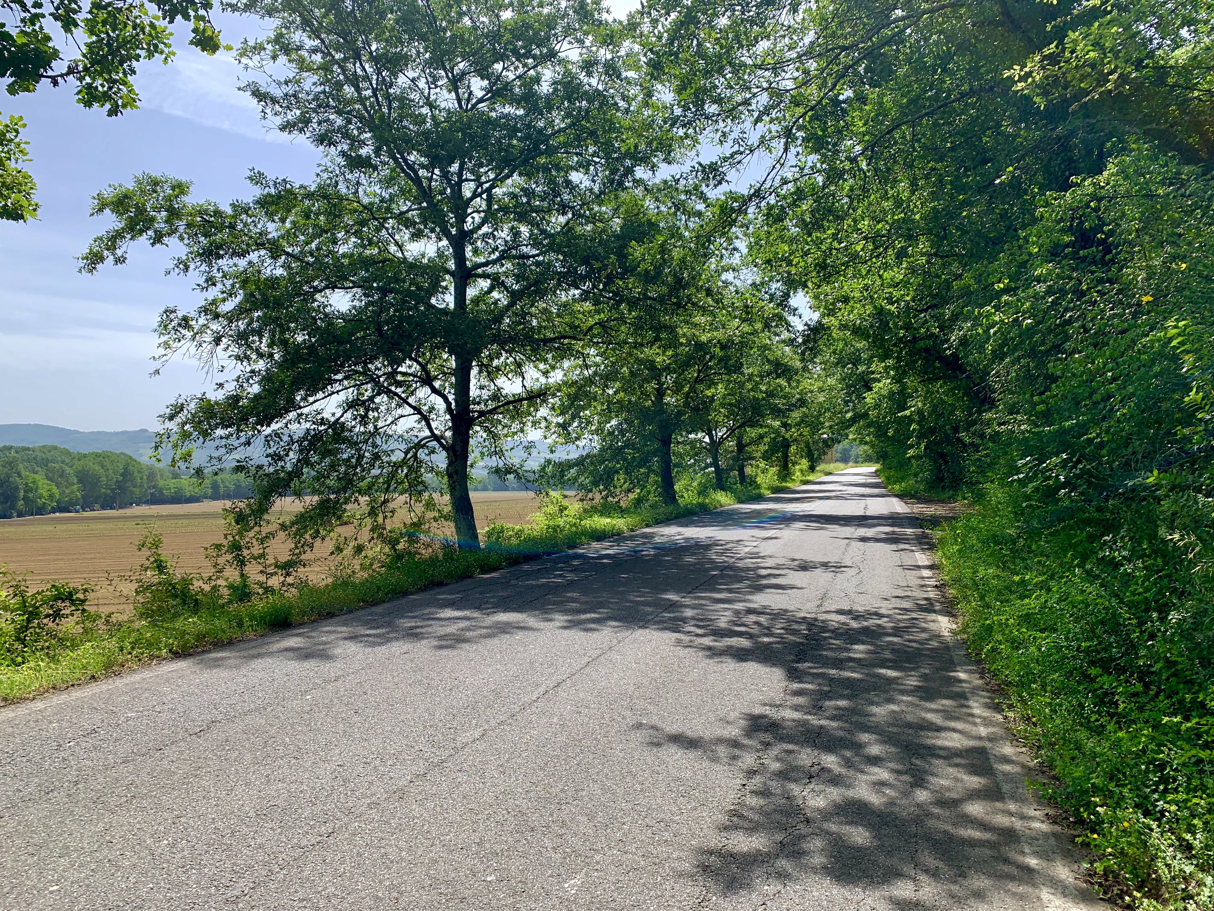 Our favorite kind of road: tree-lined, quiet, and well-paved!