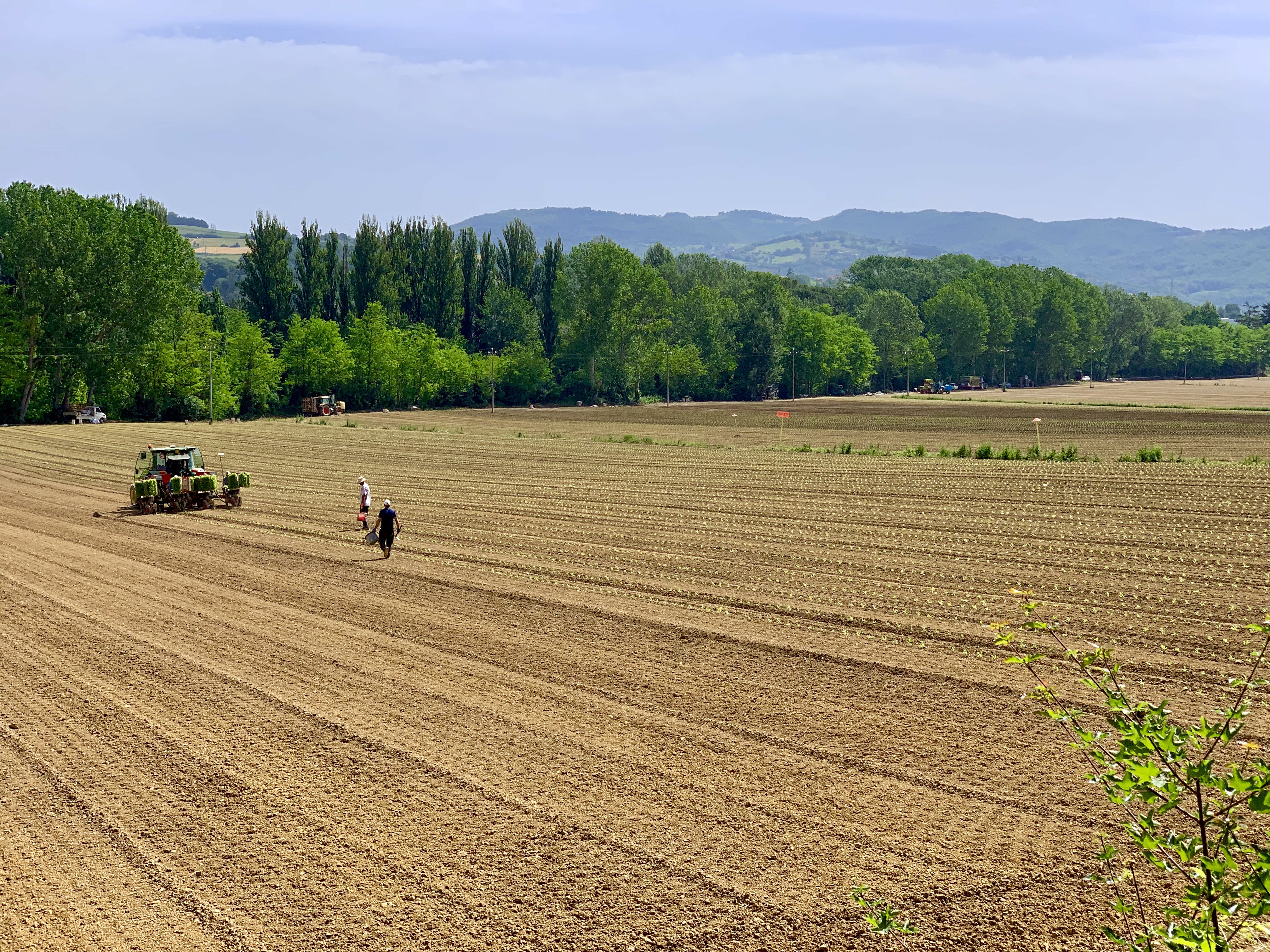 Workers planting a field