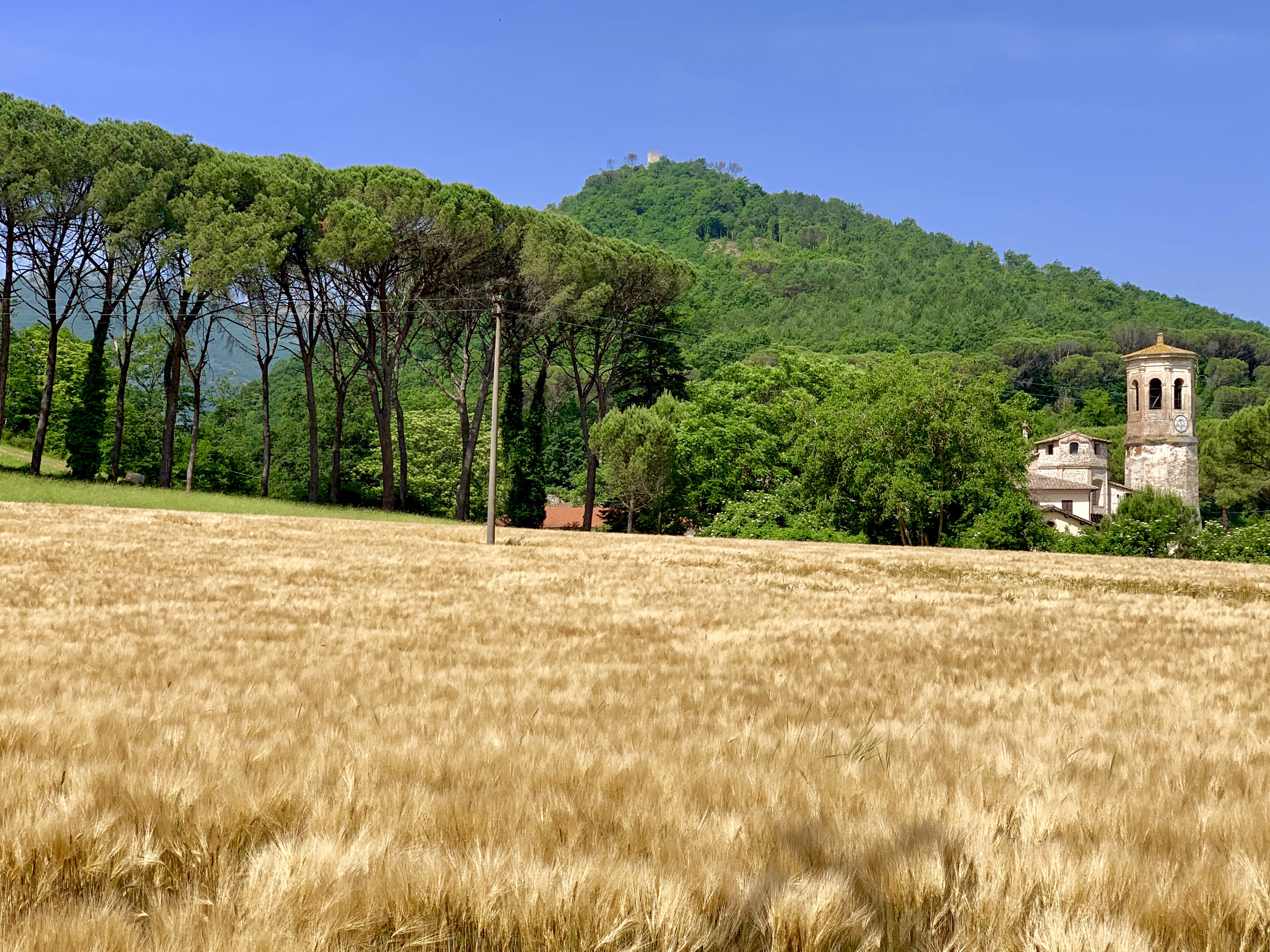 Forested hill, row of pines, field of grain and old church: perfection!
