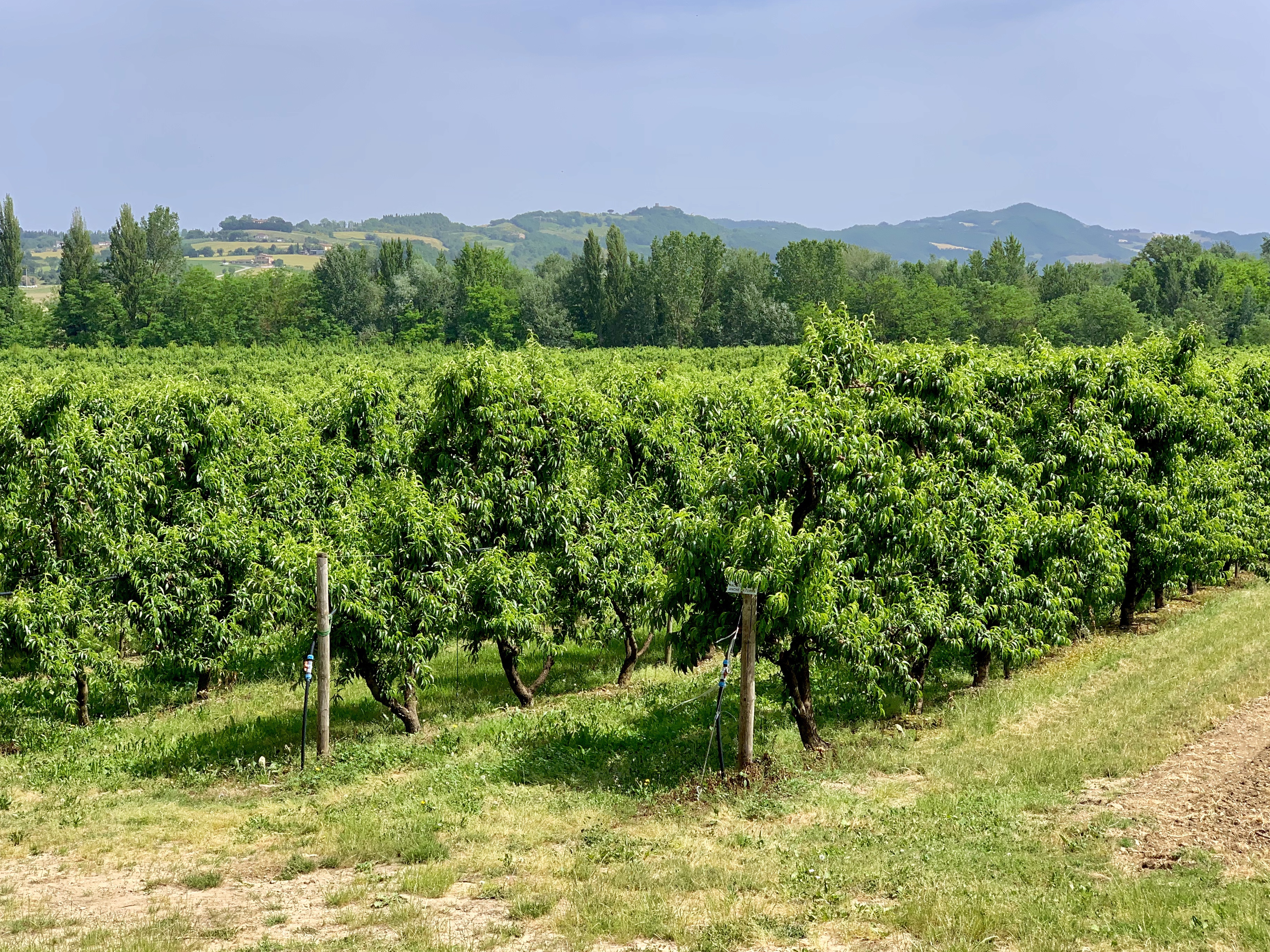 Espaliered apple trees