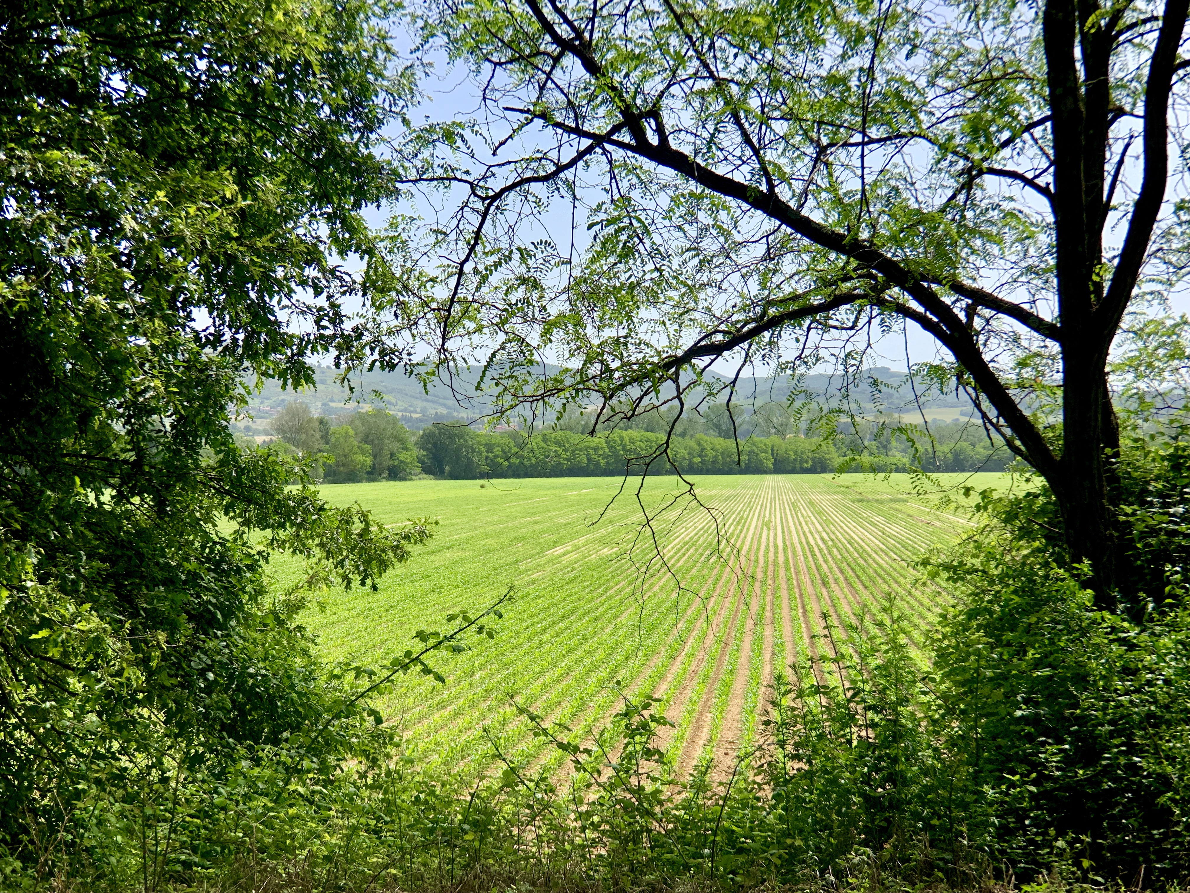 Recently planted field