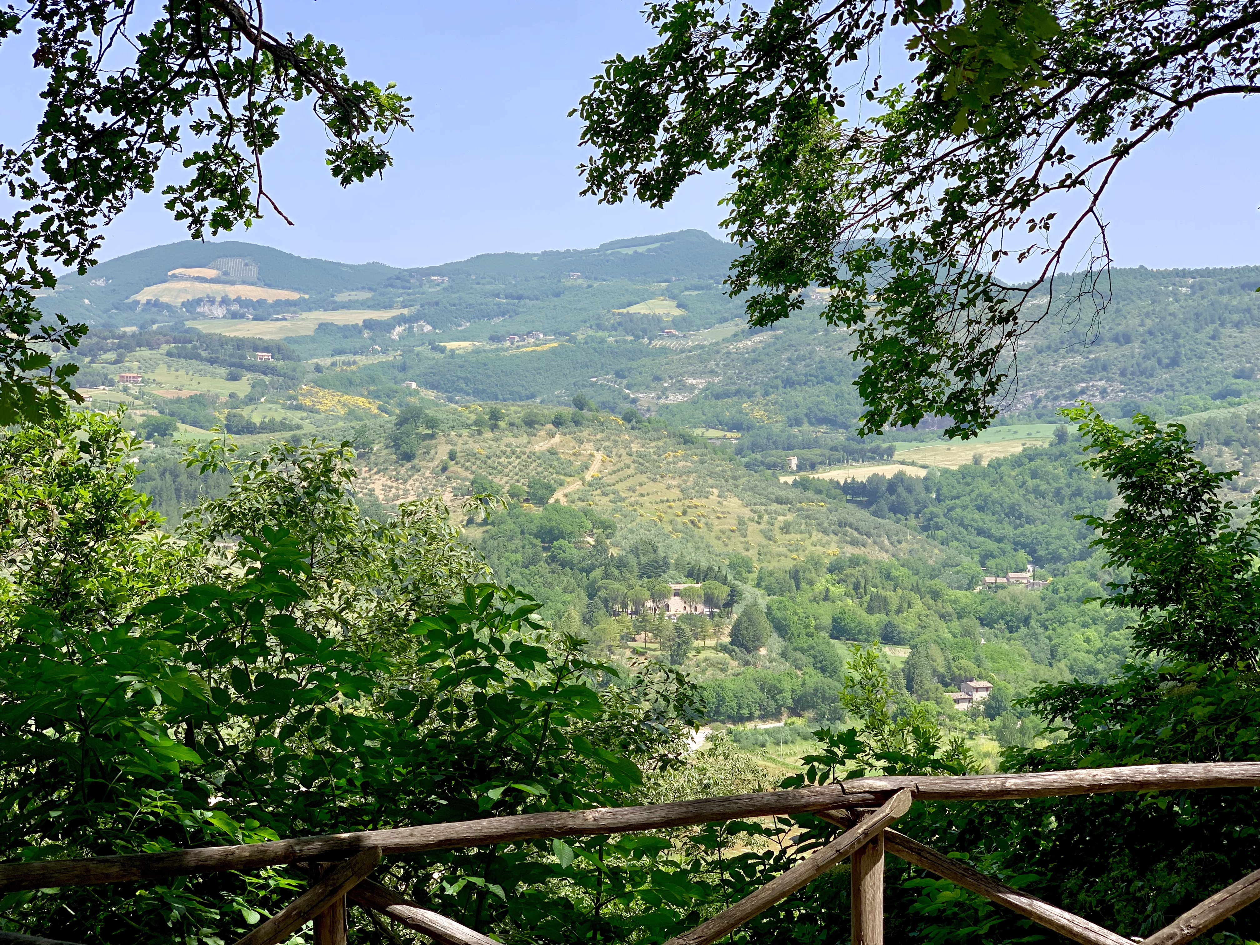 View looking down over the forest