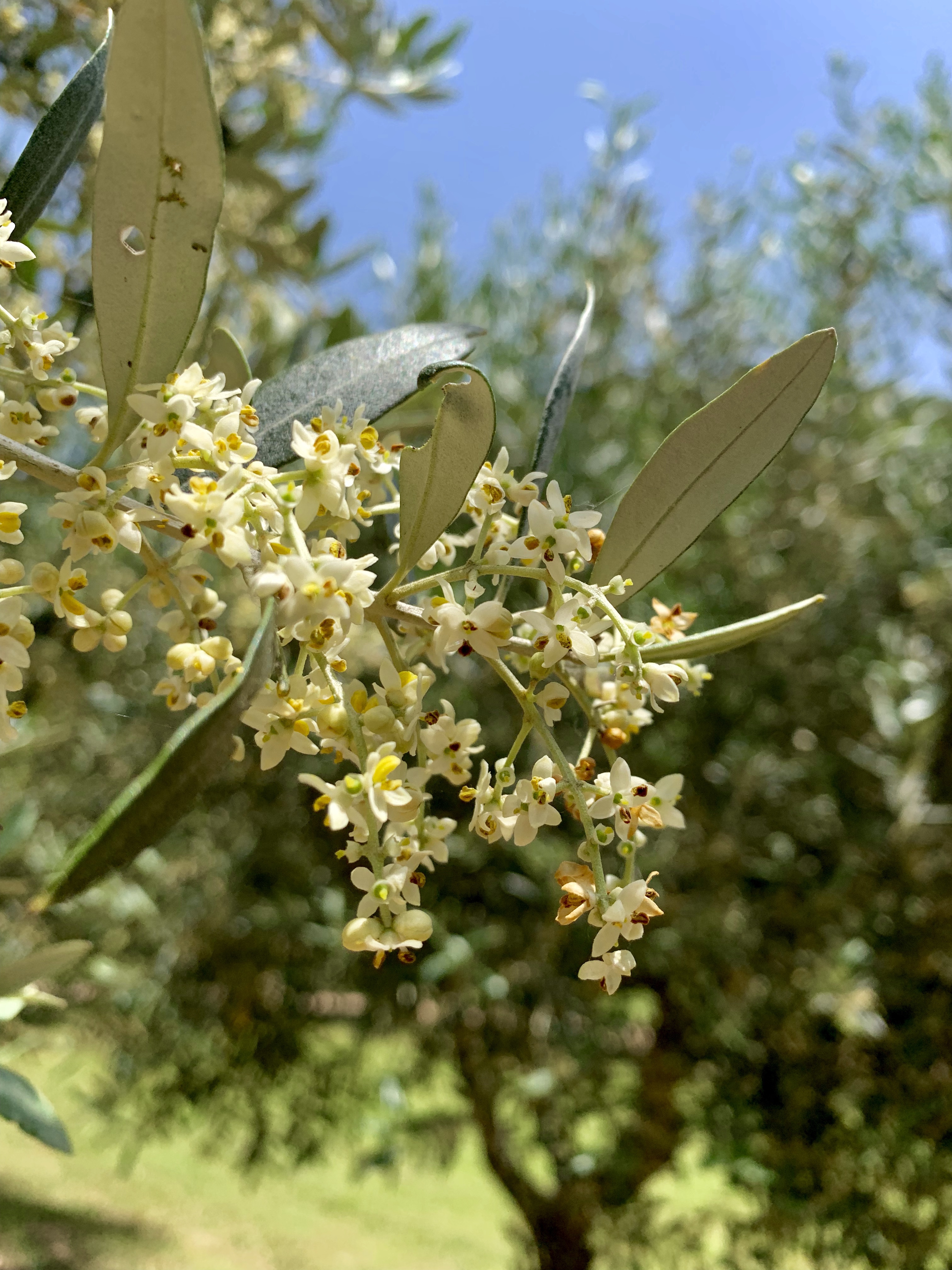 Olive tree in bloom