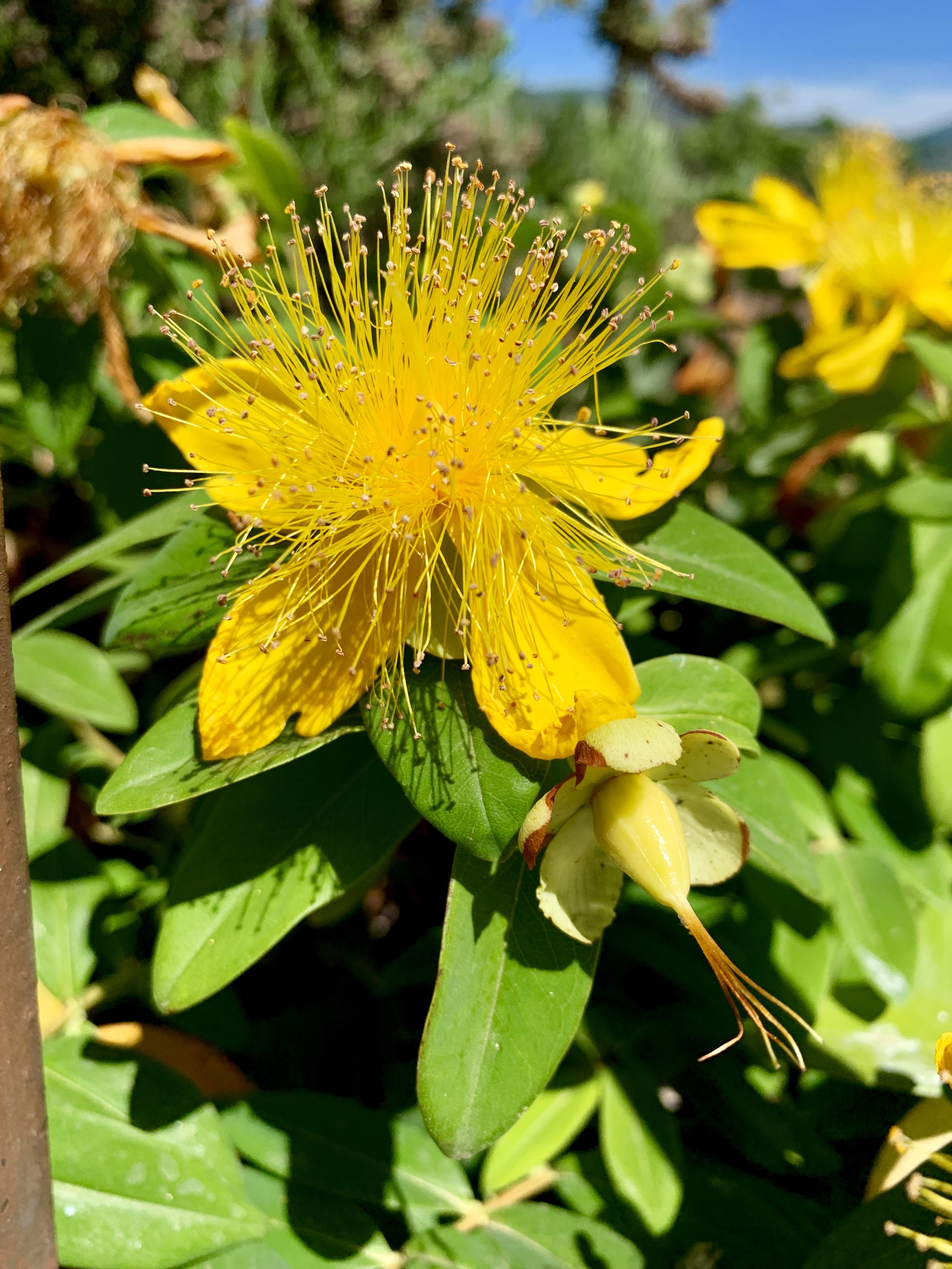 Bright yellow flower with prodigious stamens