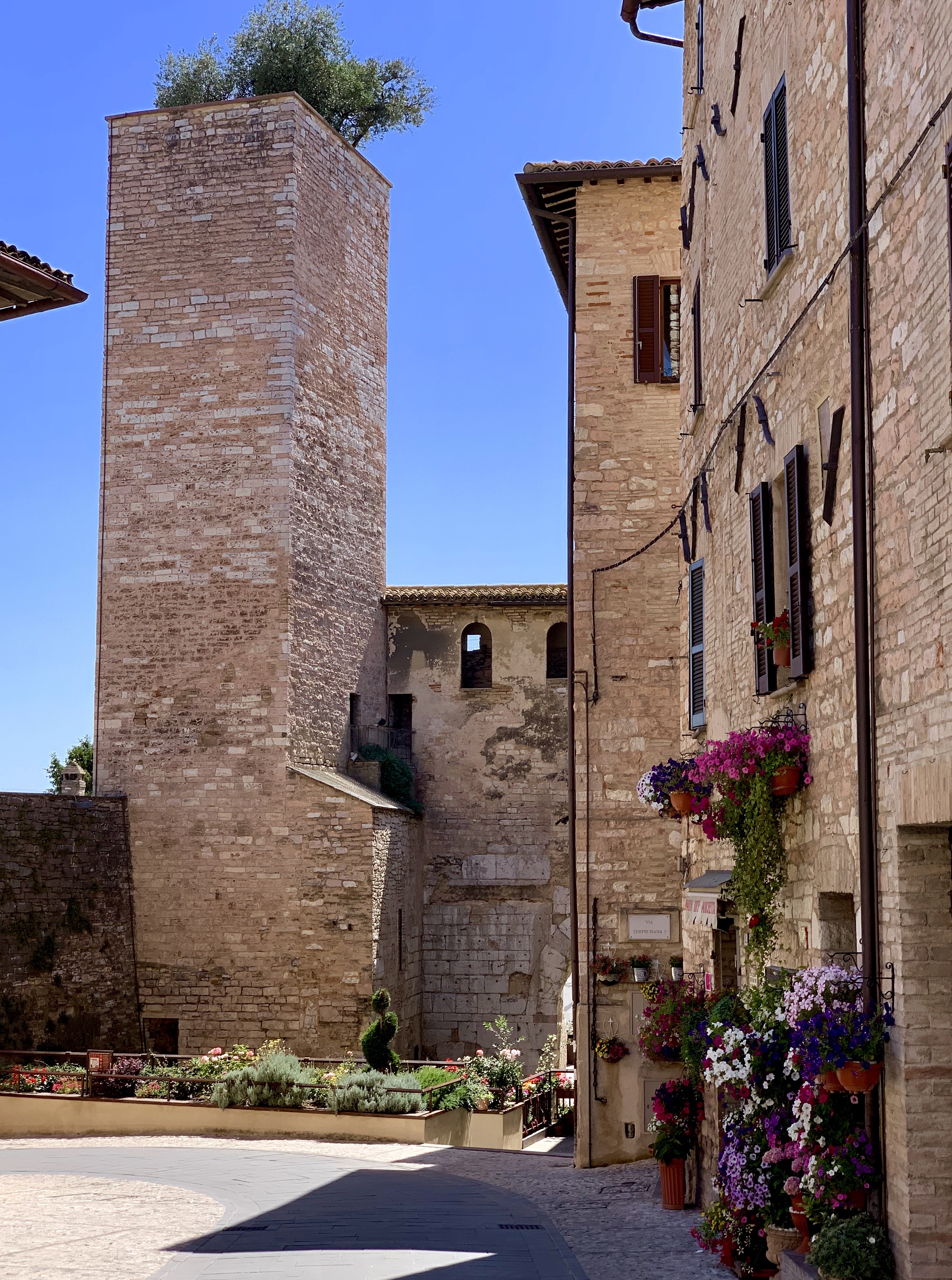 Olive tree growing out of tower near Spello town gate