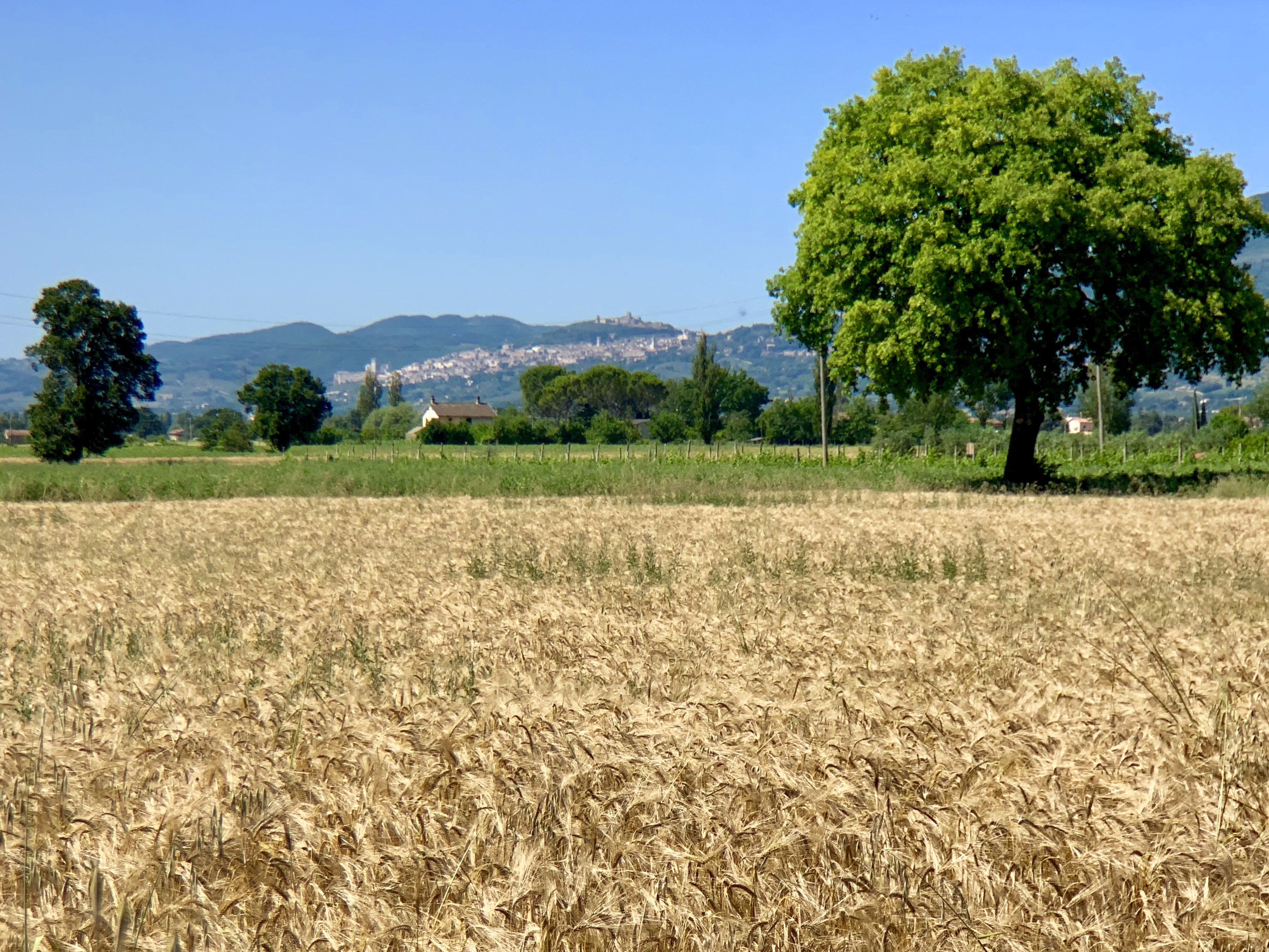 Field of grain with Assisi in the distance