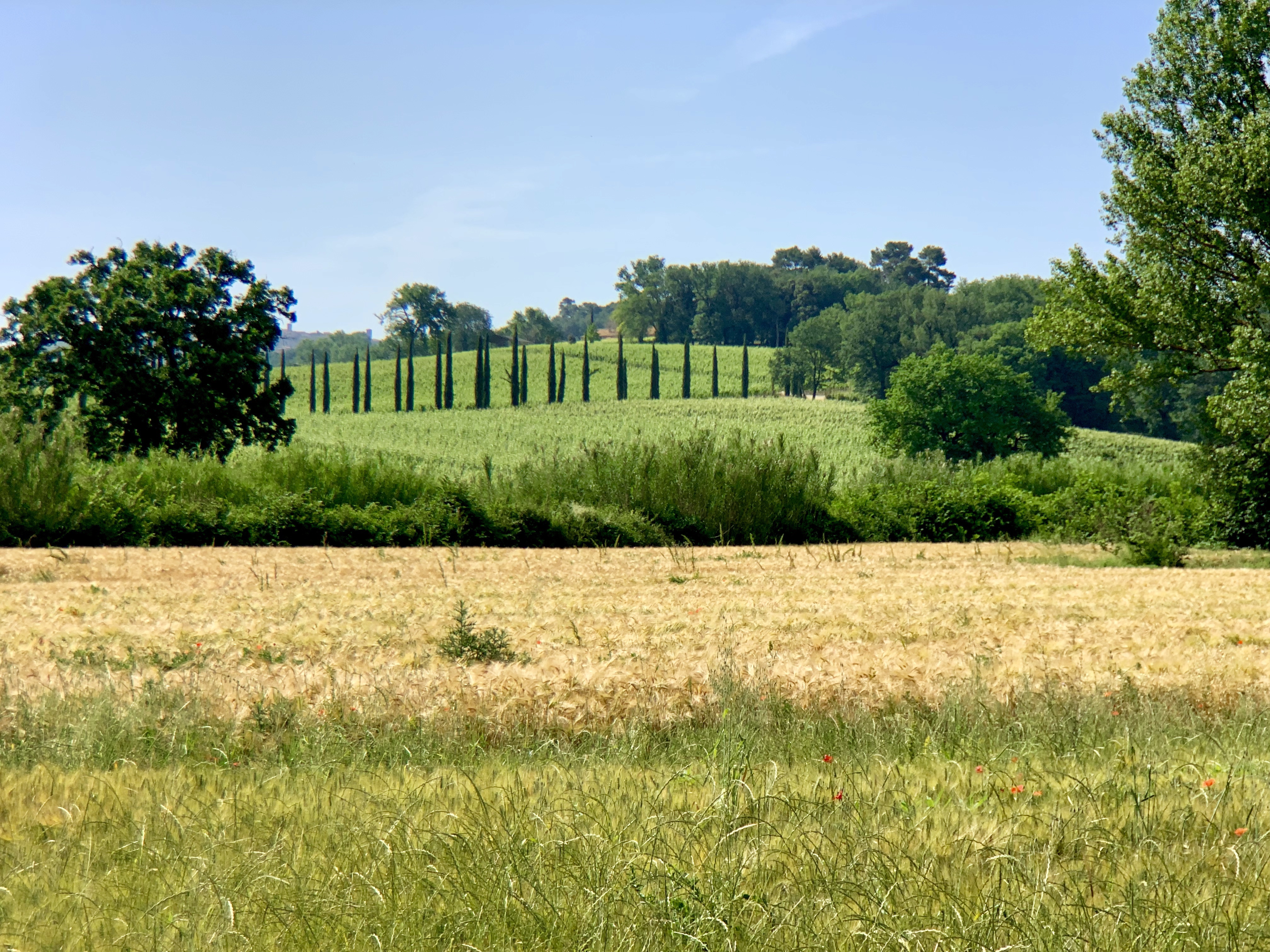 Cypress amid green fields