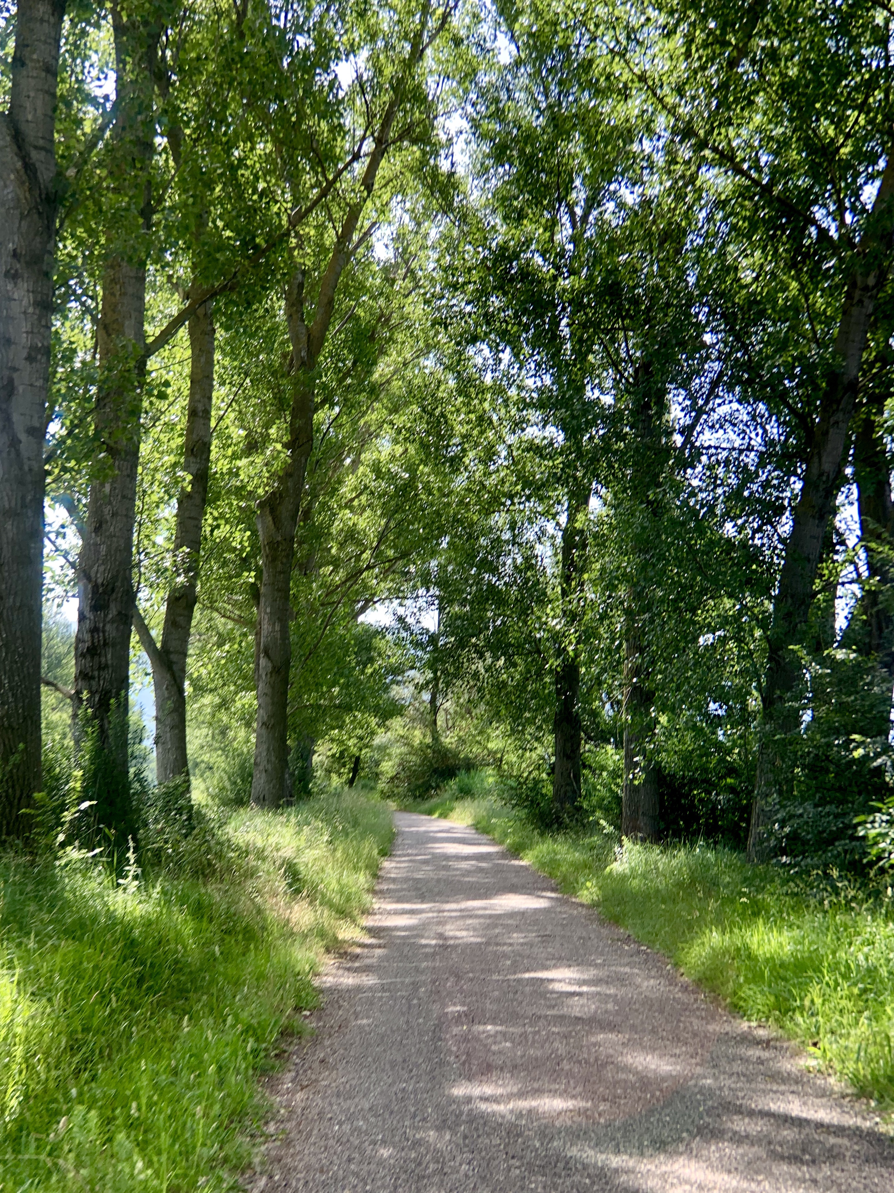 Idyllic tree-lined bike path
