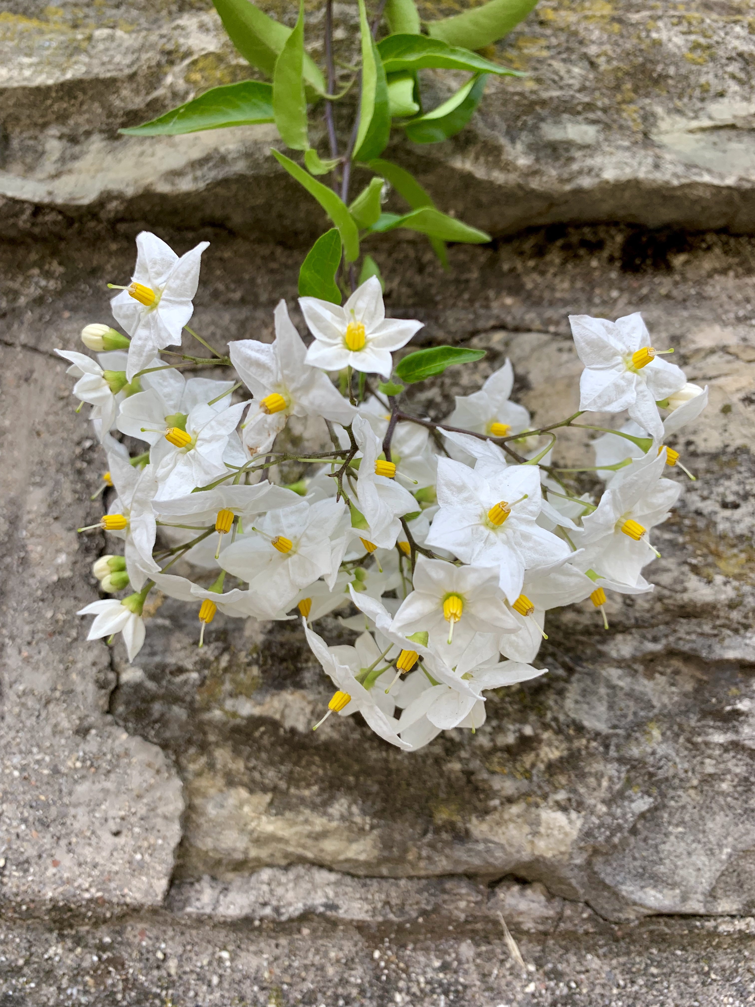 Pretty white flowers against old stone wall