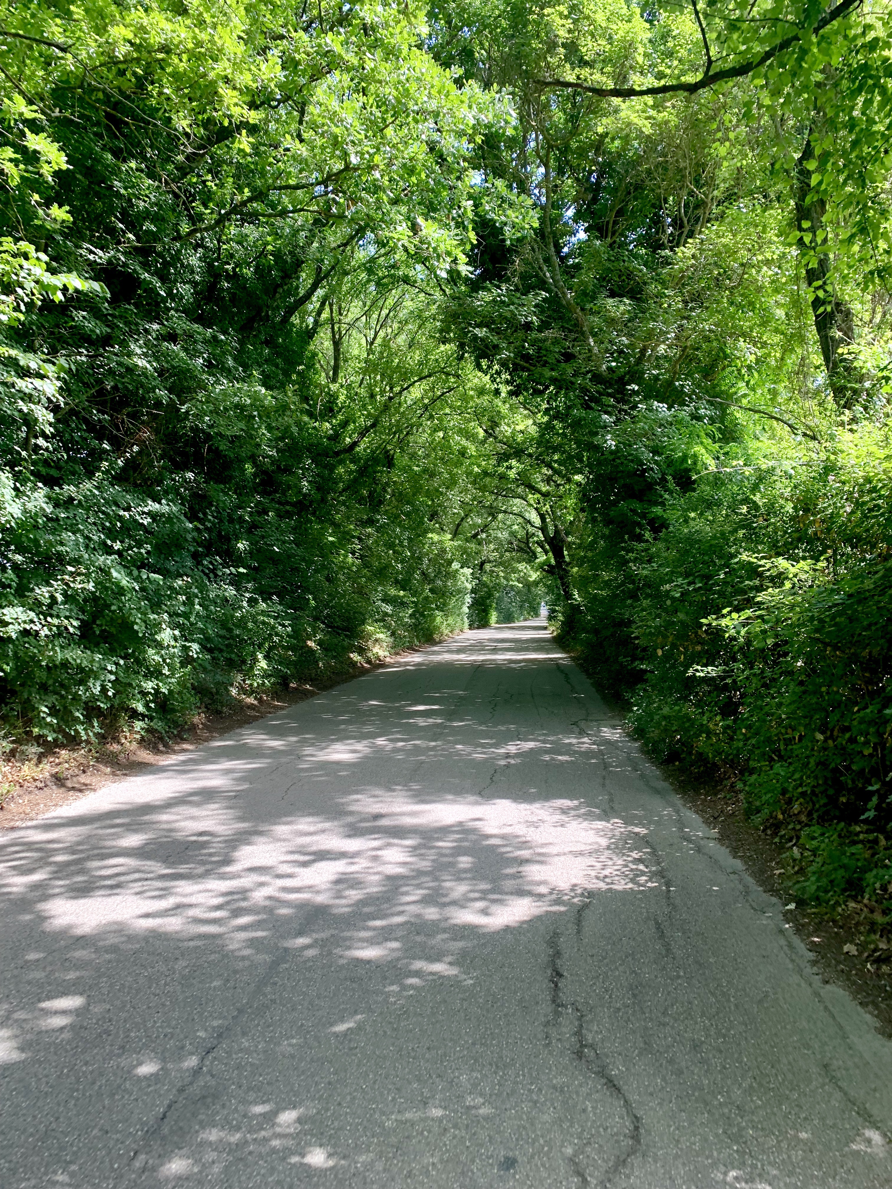 More gorgeous tree-lined back roads