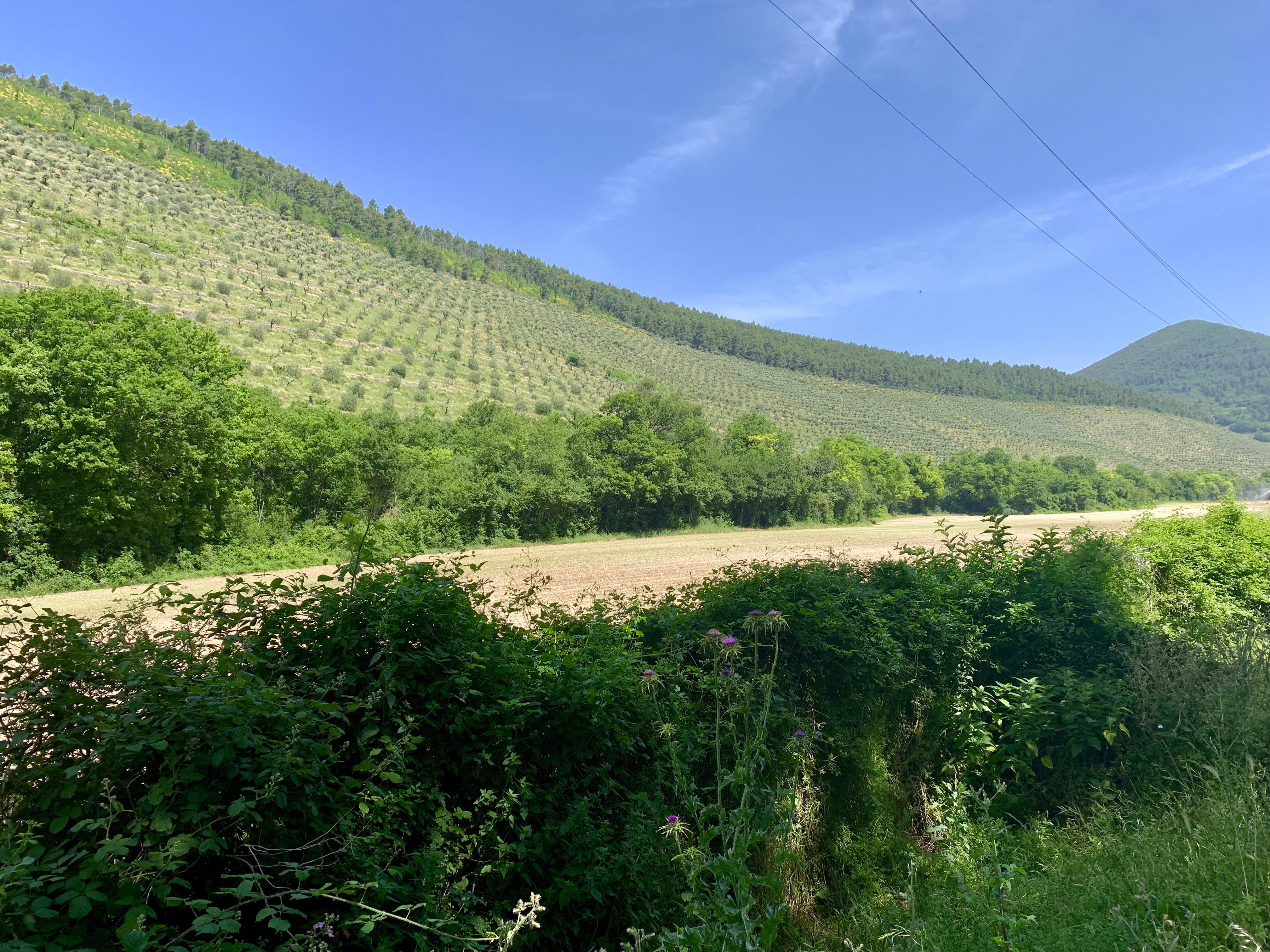 Steep olive tree-lined hillside