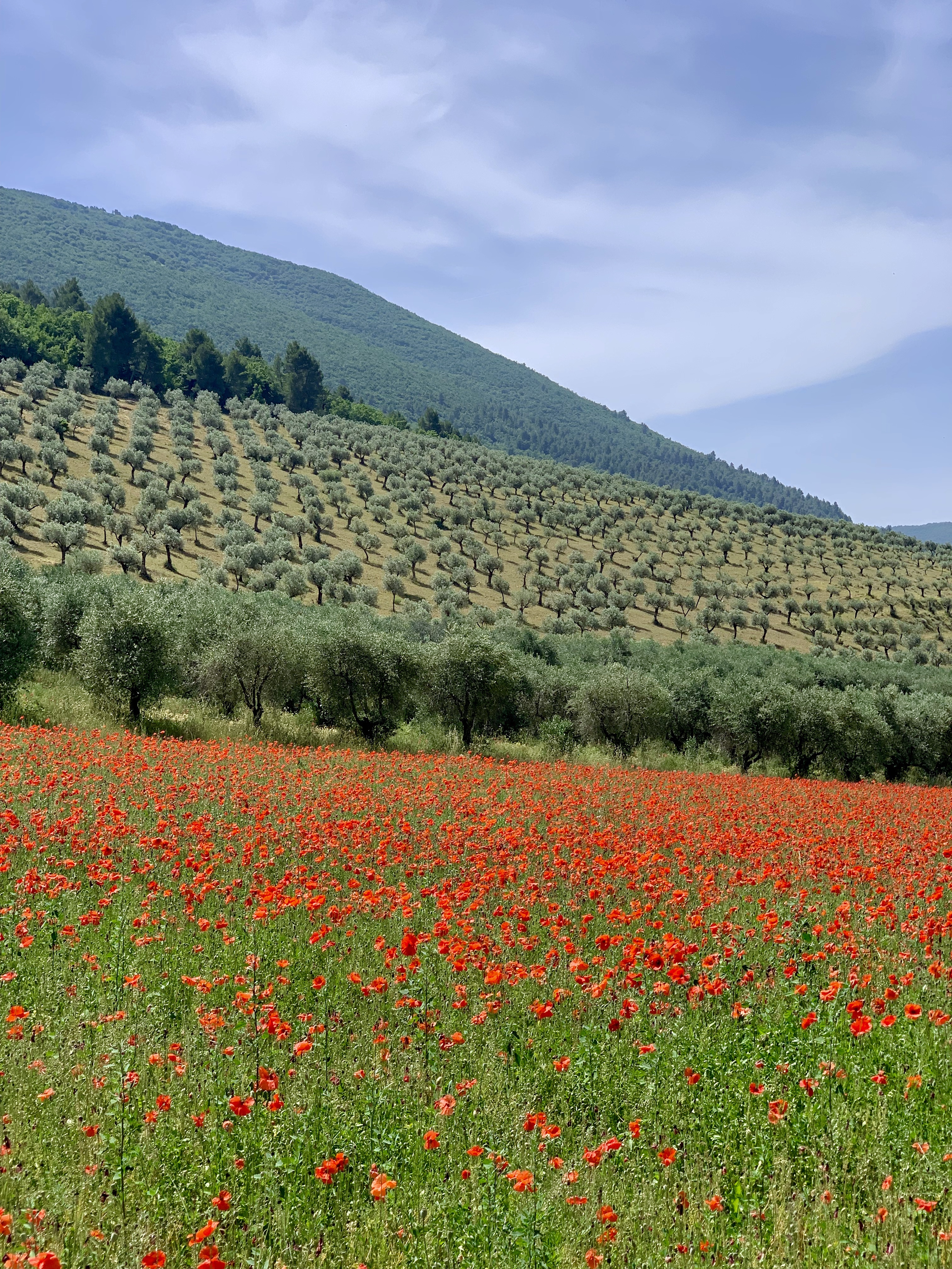 Sky above olive groves above red poppies