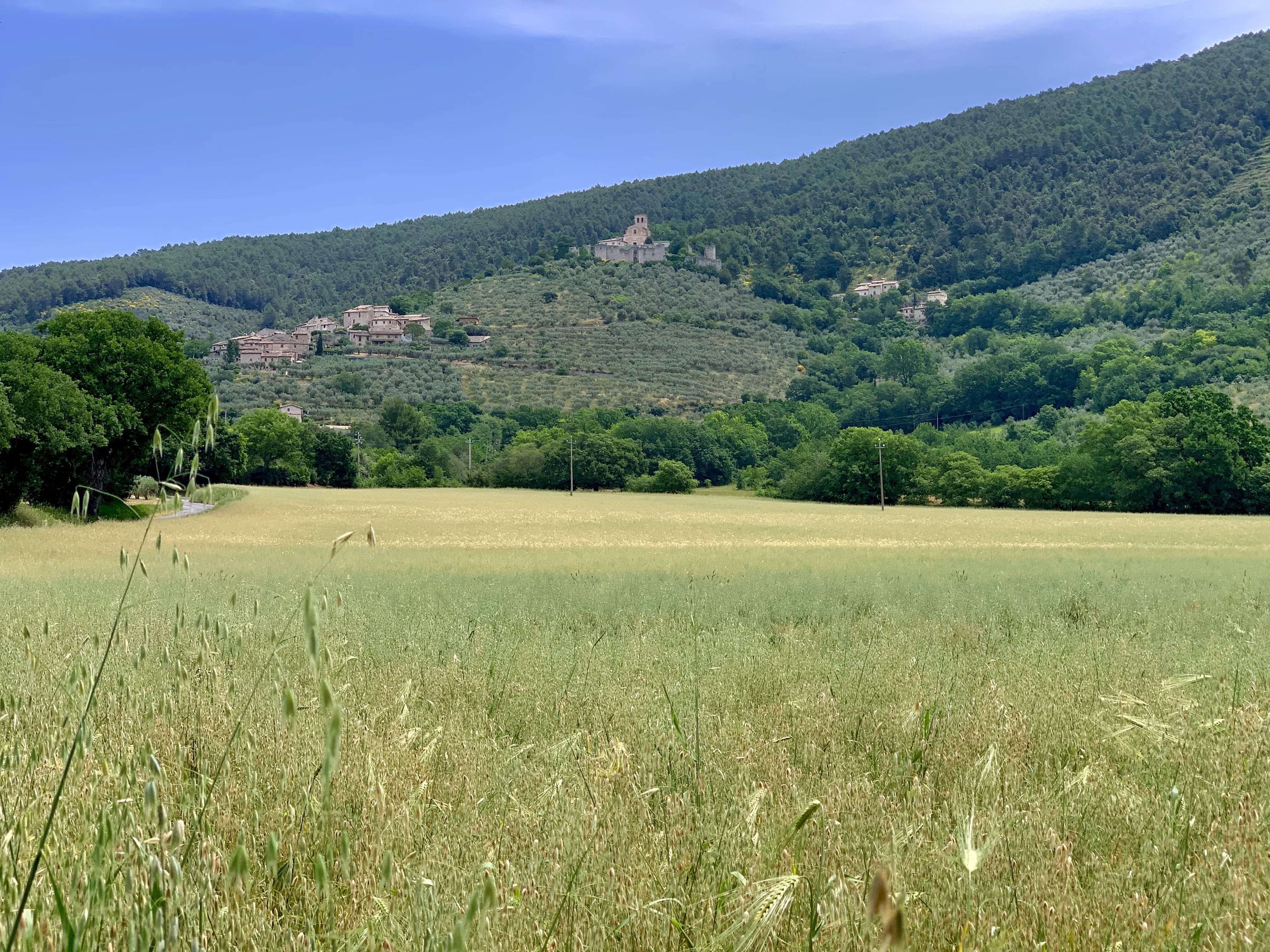 Ancient buildings above field of grain