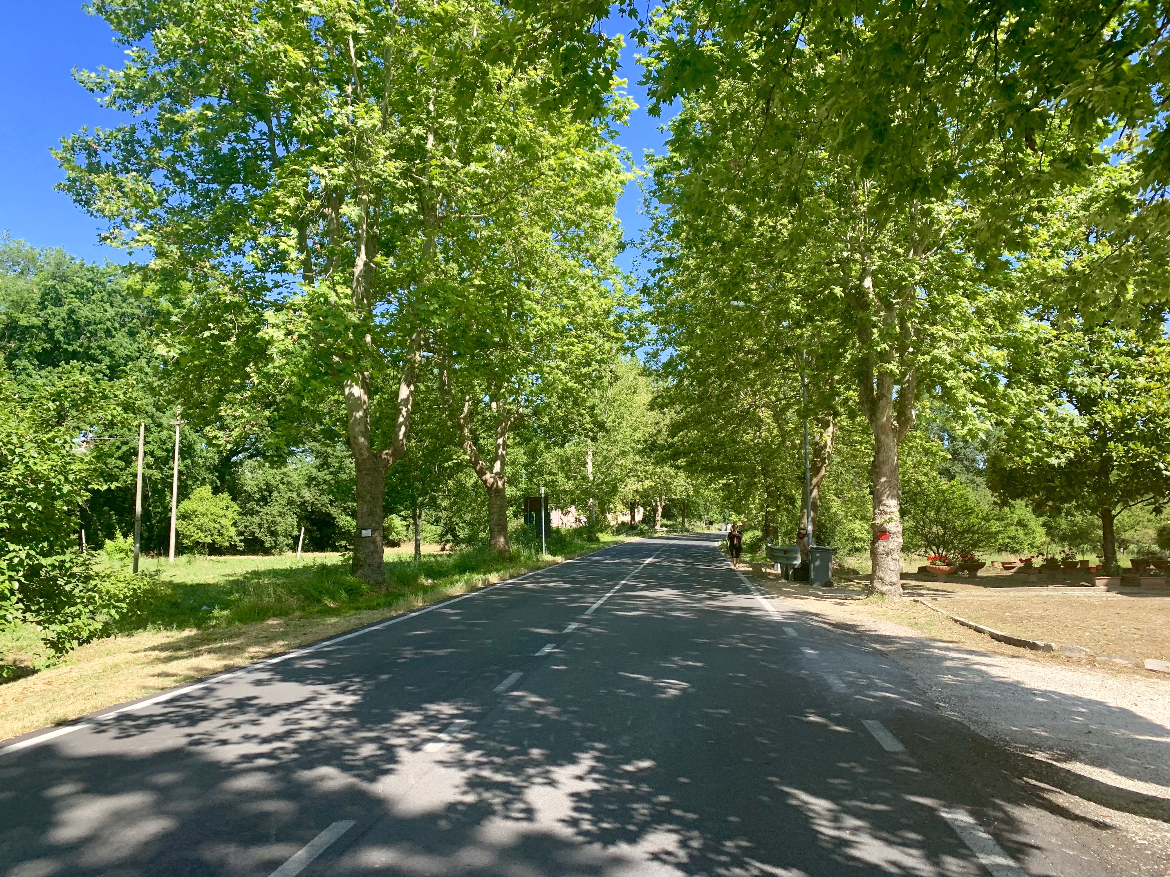 Another tree-lined road, topped by clear blue skies