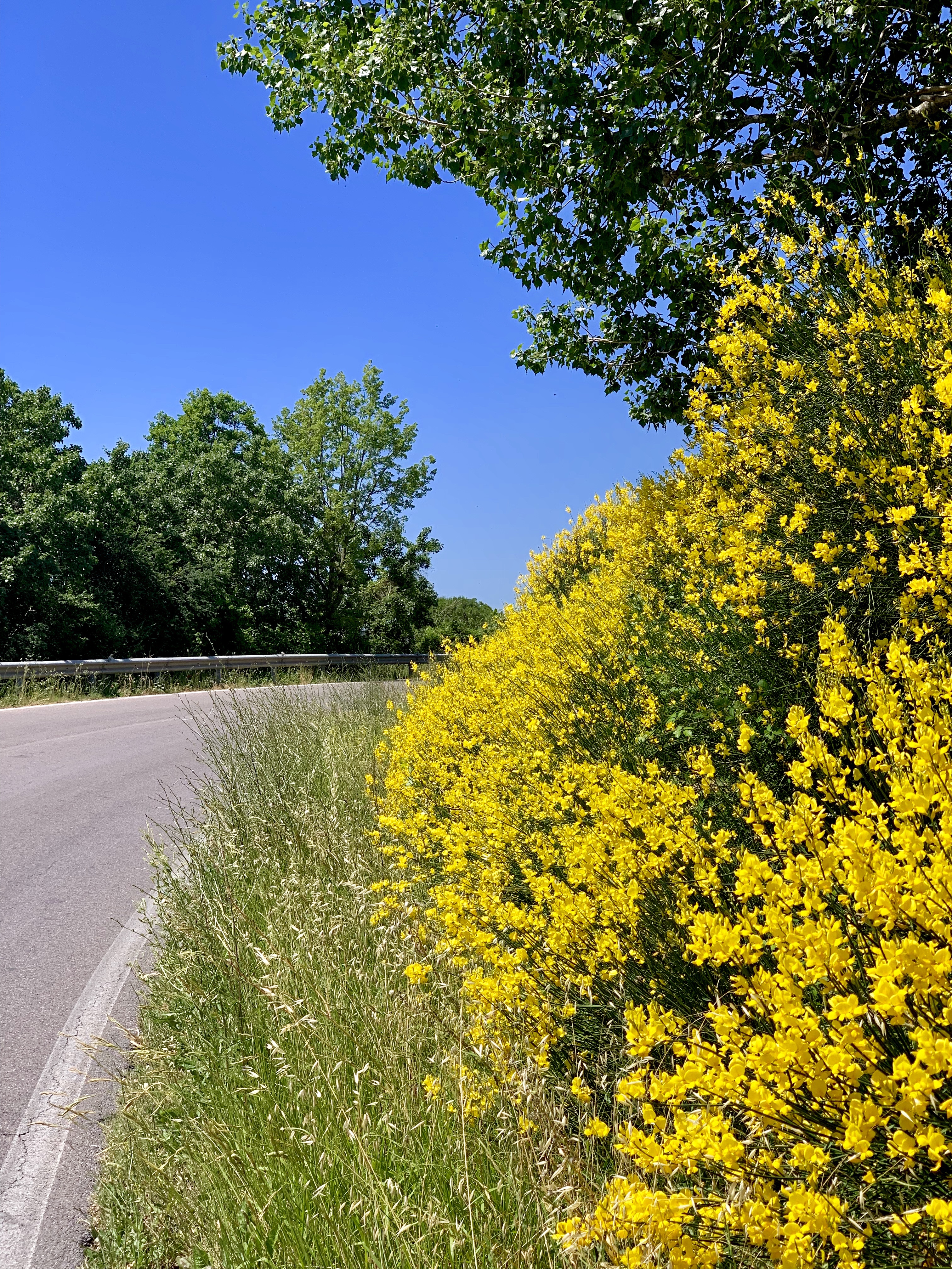Big patches of ginestra lining the road