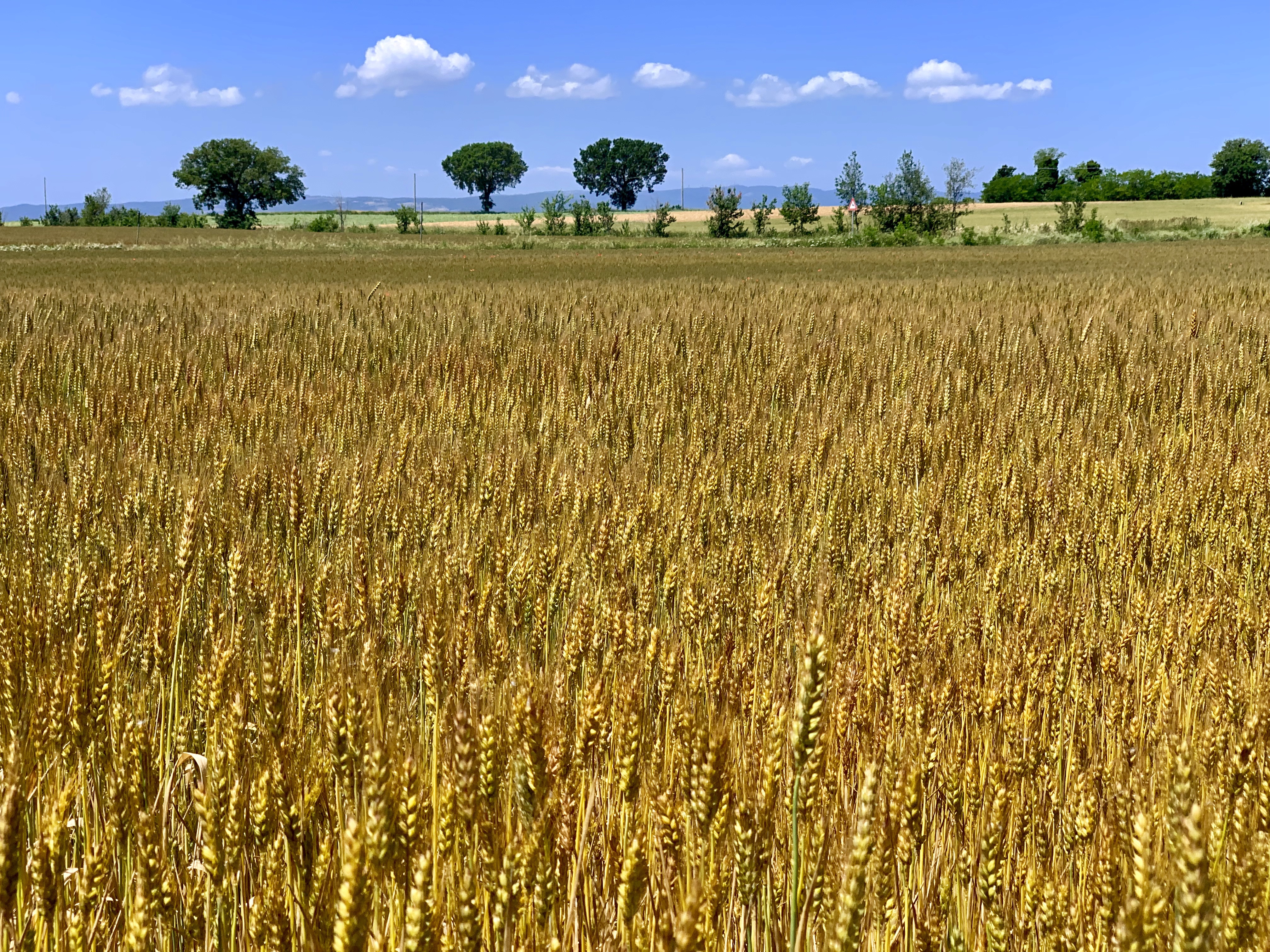Huge field of grain with cloud-studded sky in the background