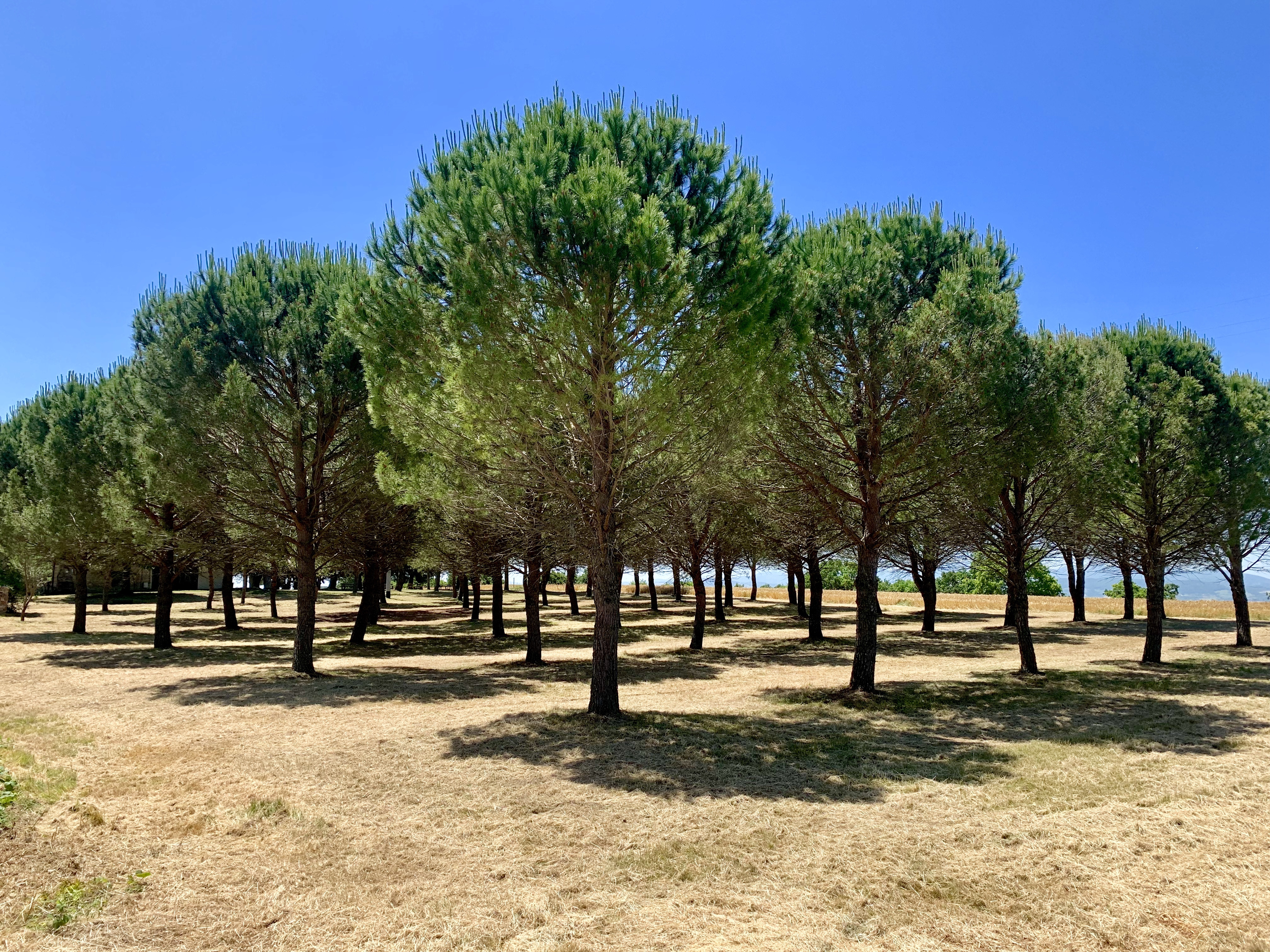 Grove of pine trees