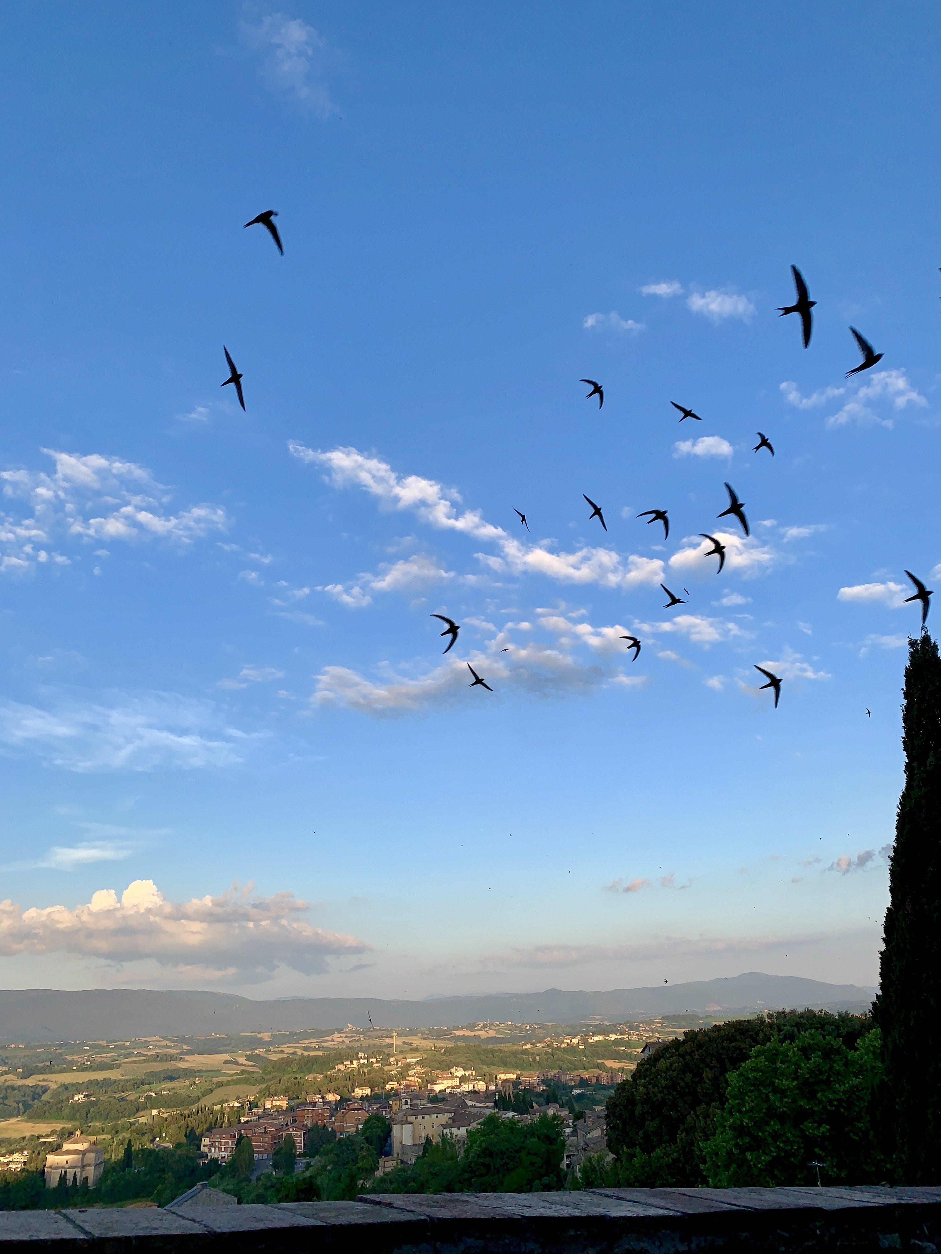 Swallows flocking at sunset
