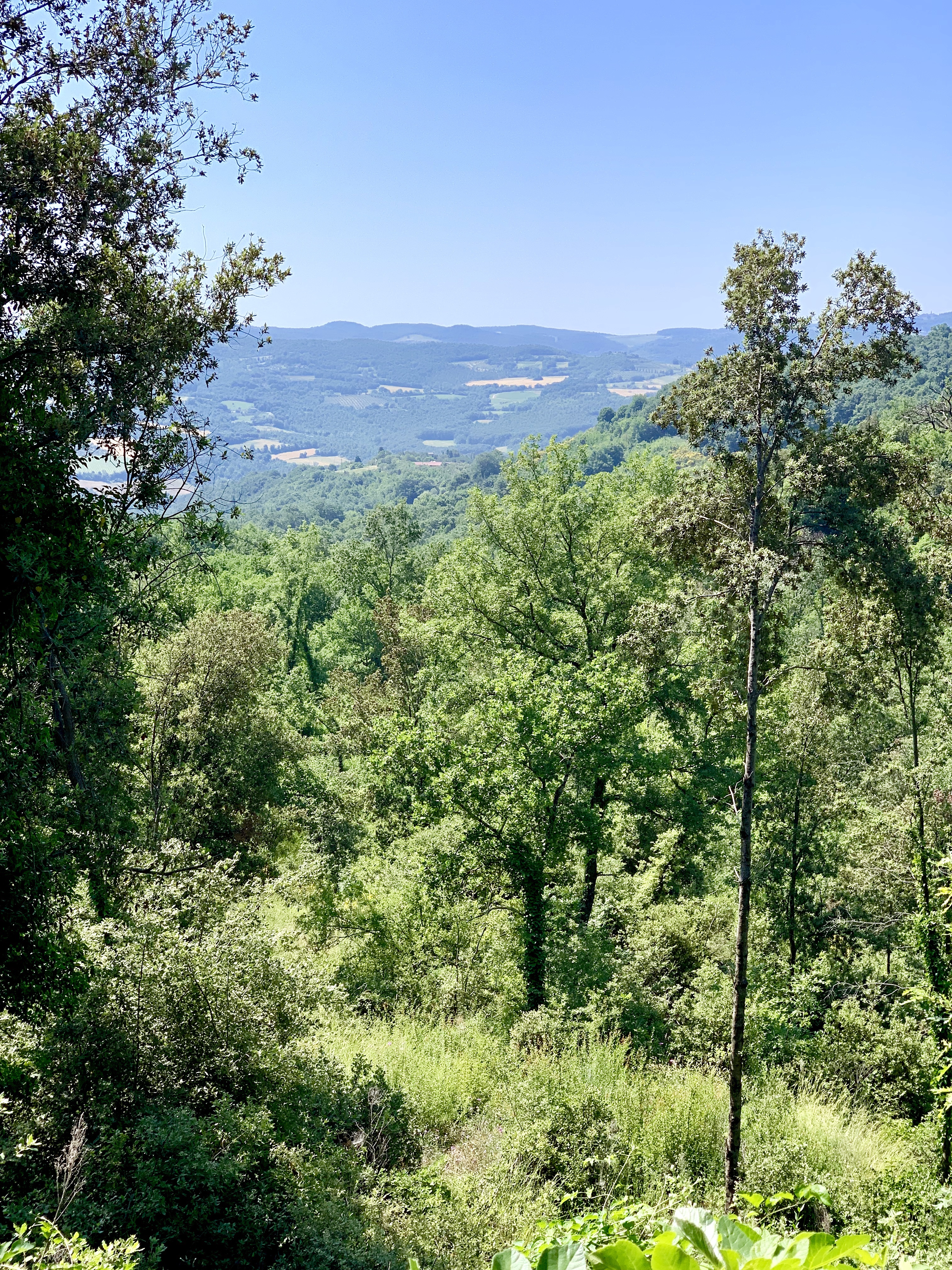 Dense woods with a view to the west