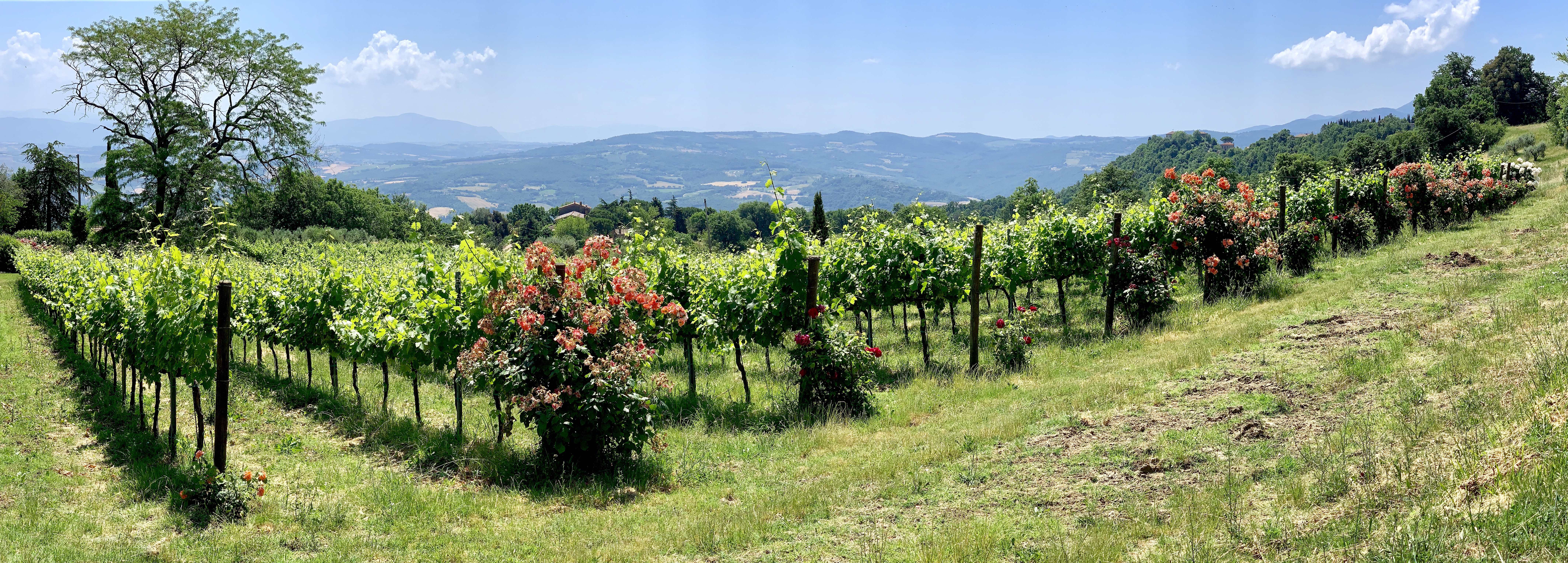 Small vineyard with rose bushes