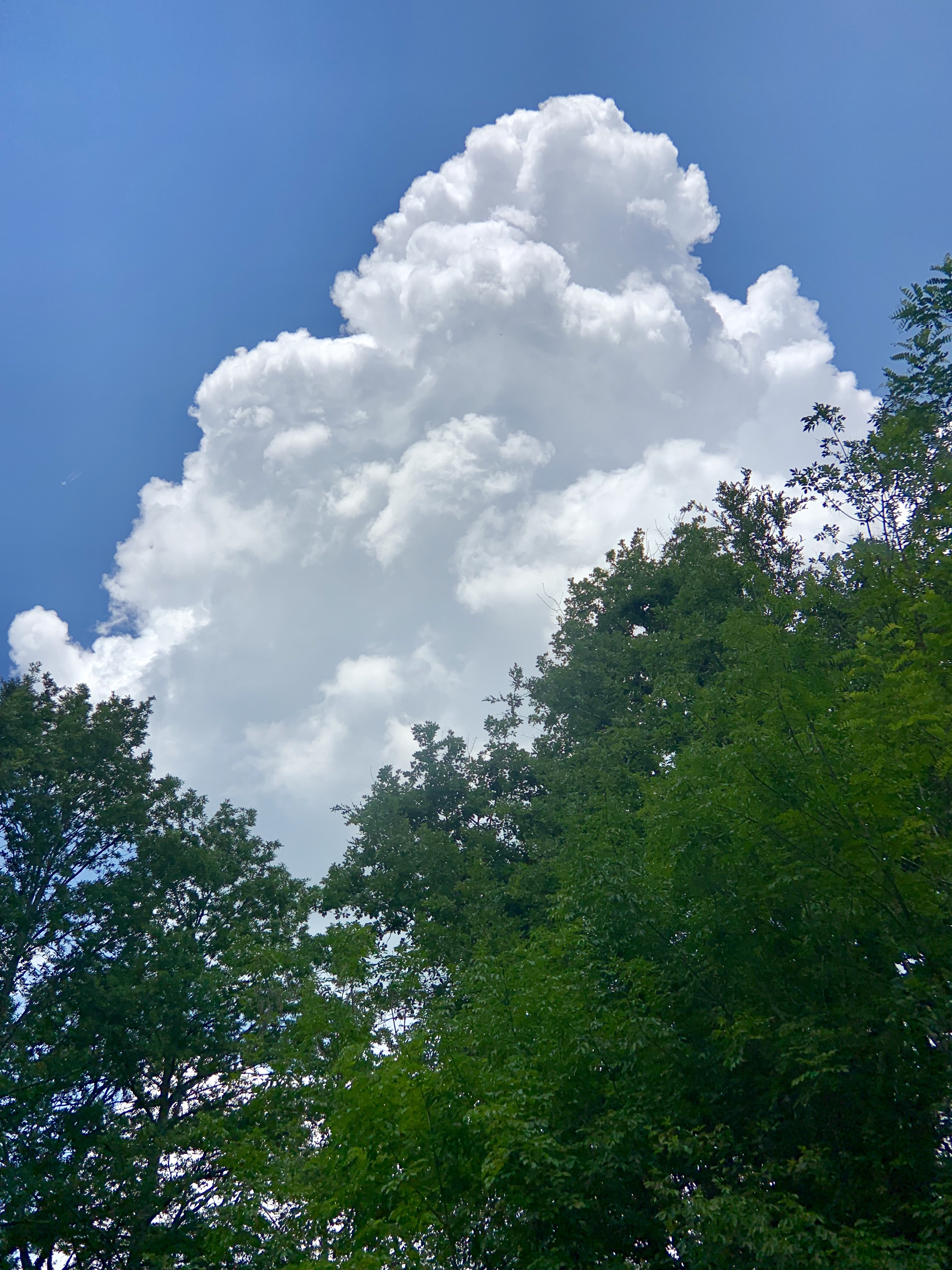 Thunderhead over woods