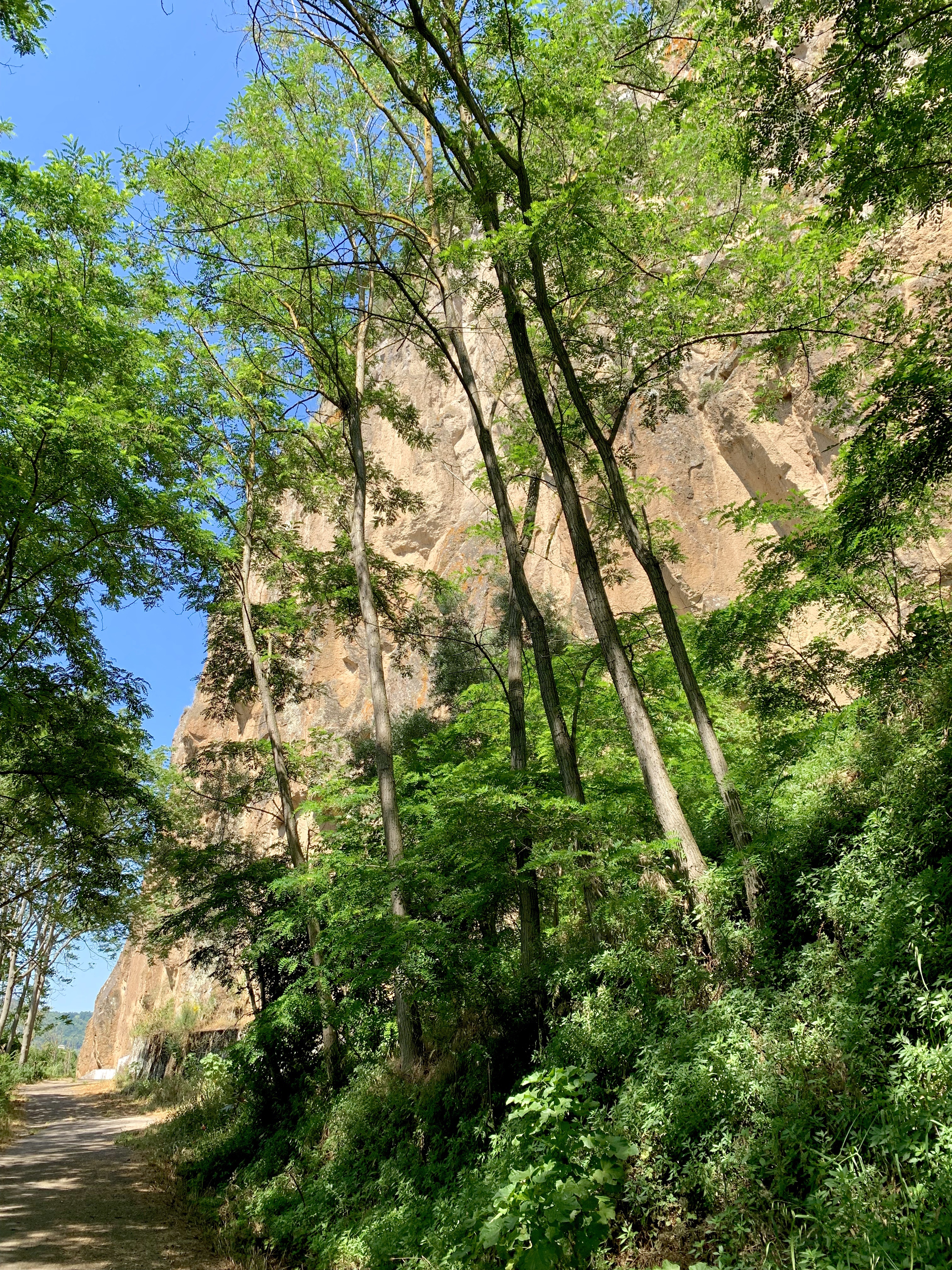 The cliffs loom above groves of trees in places