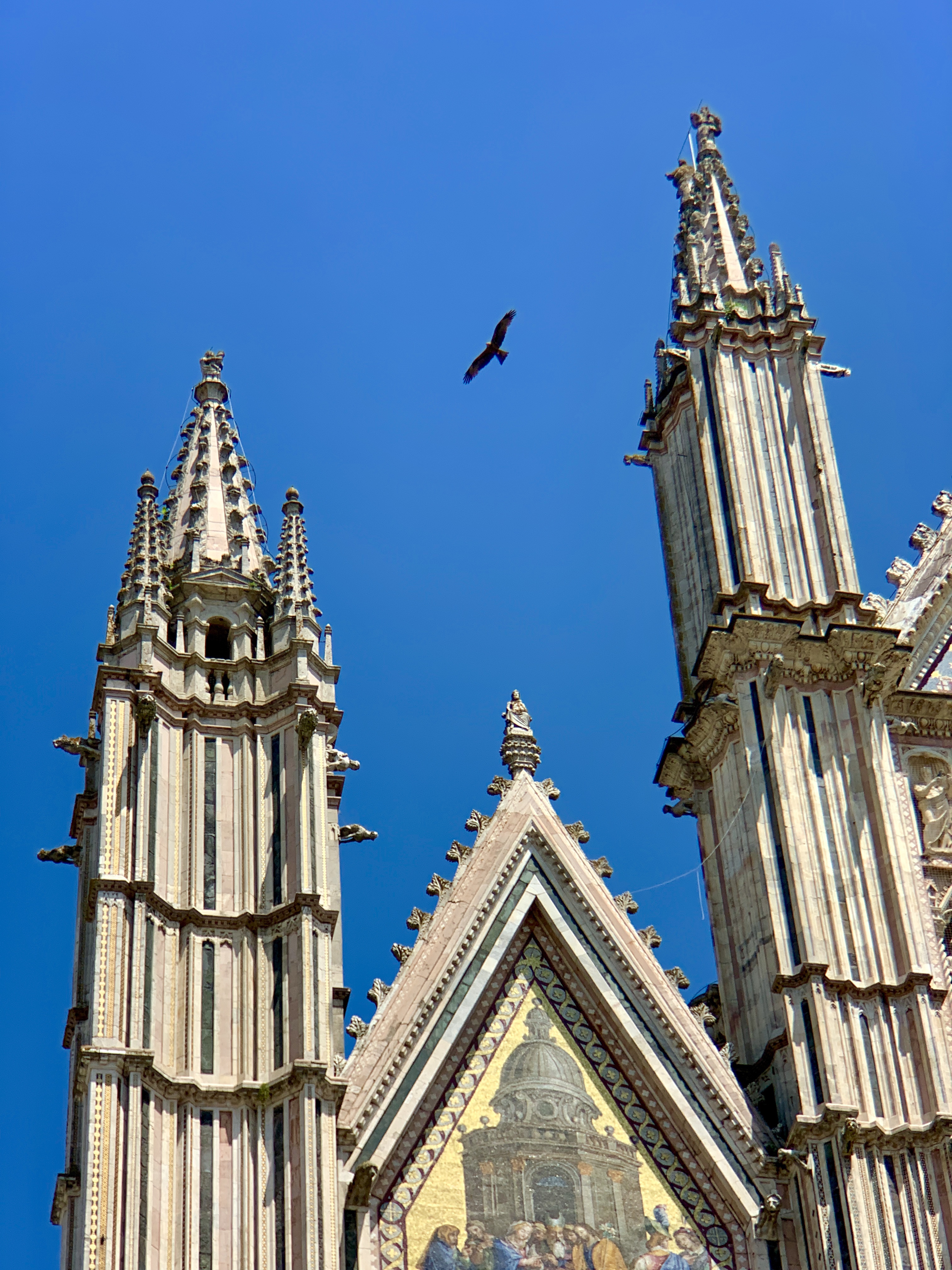 Raptor soaring over the cathedral at midday