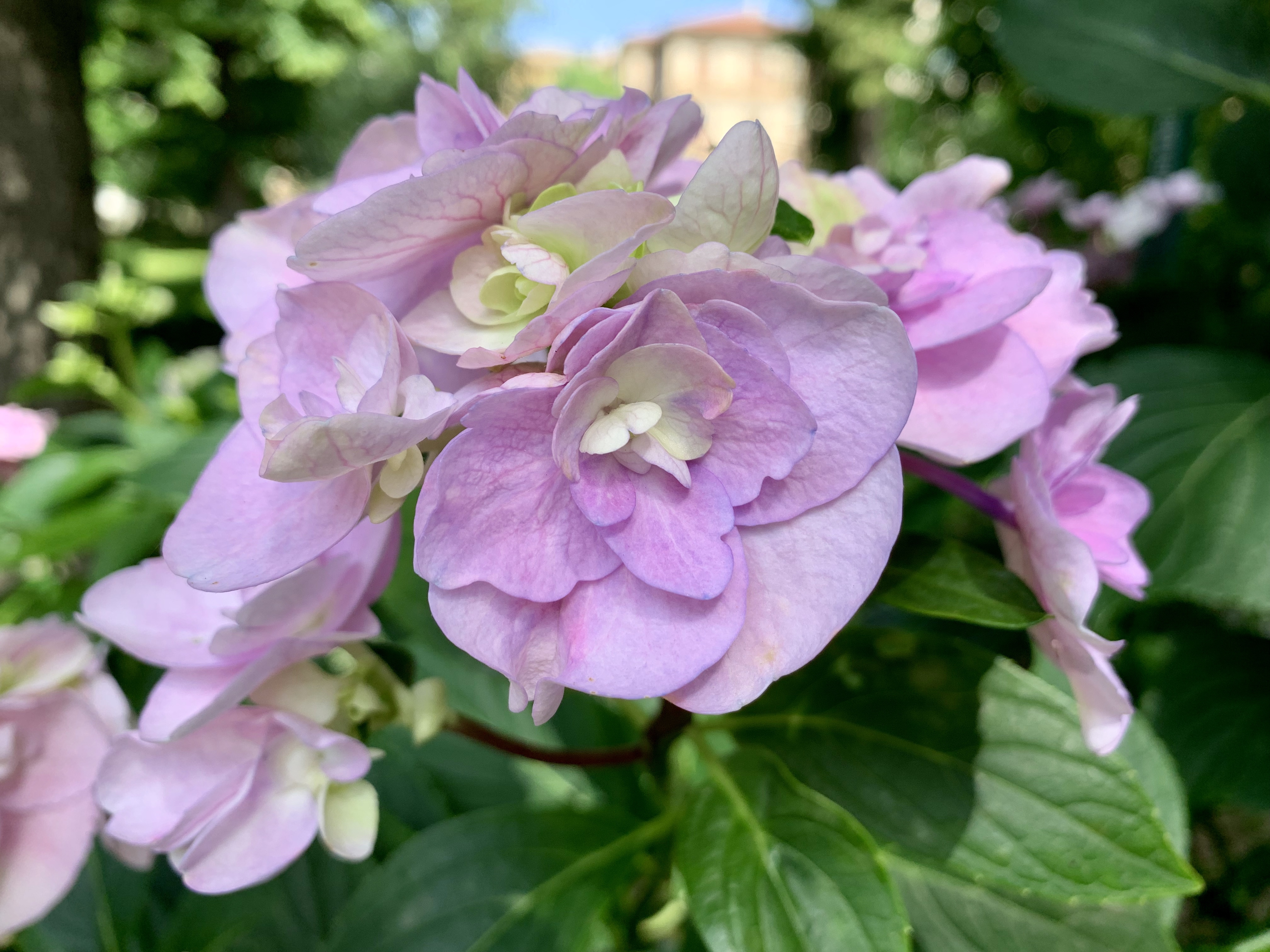 Pick hydrangea