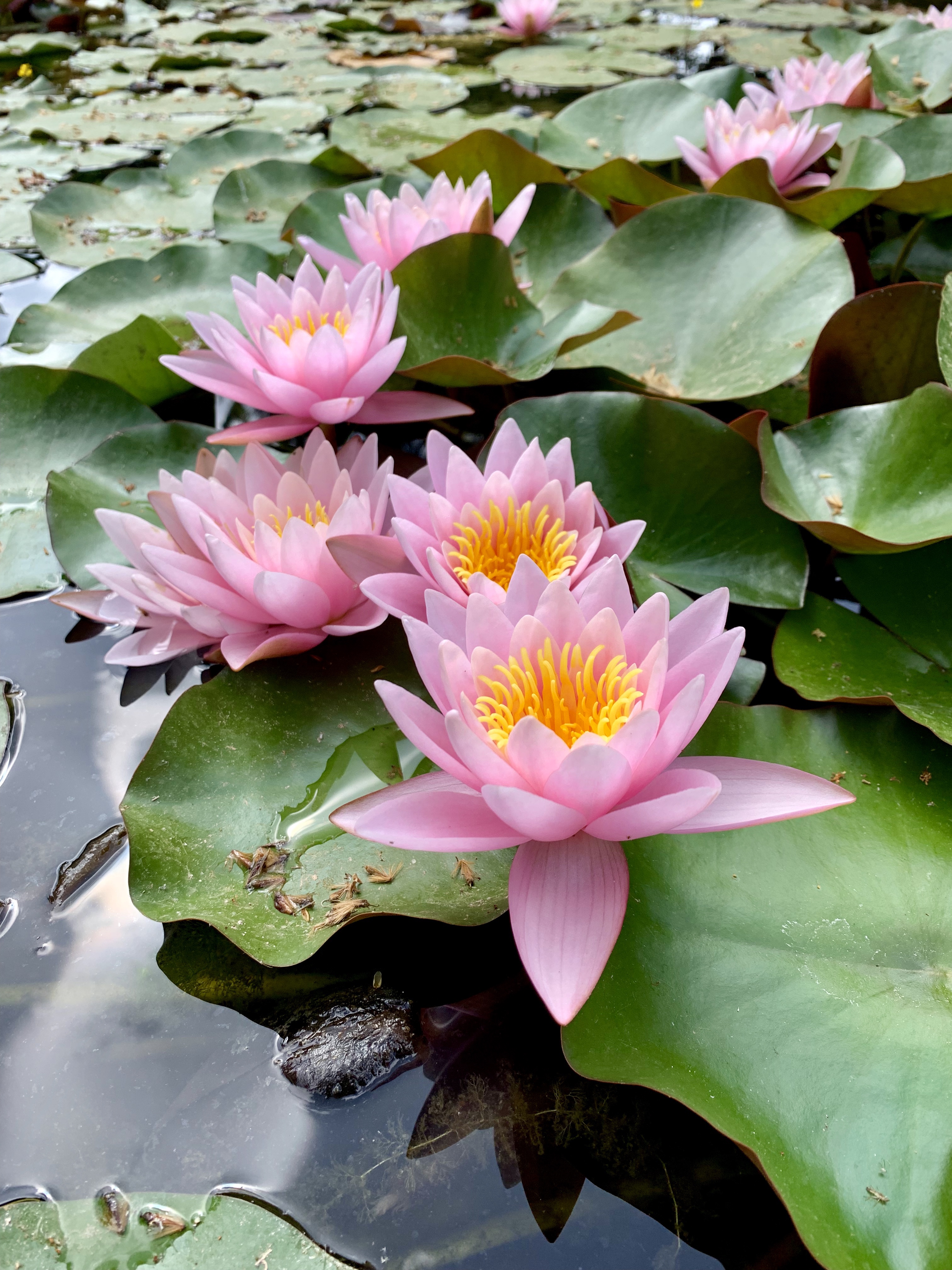 Pink water lilies
