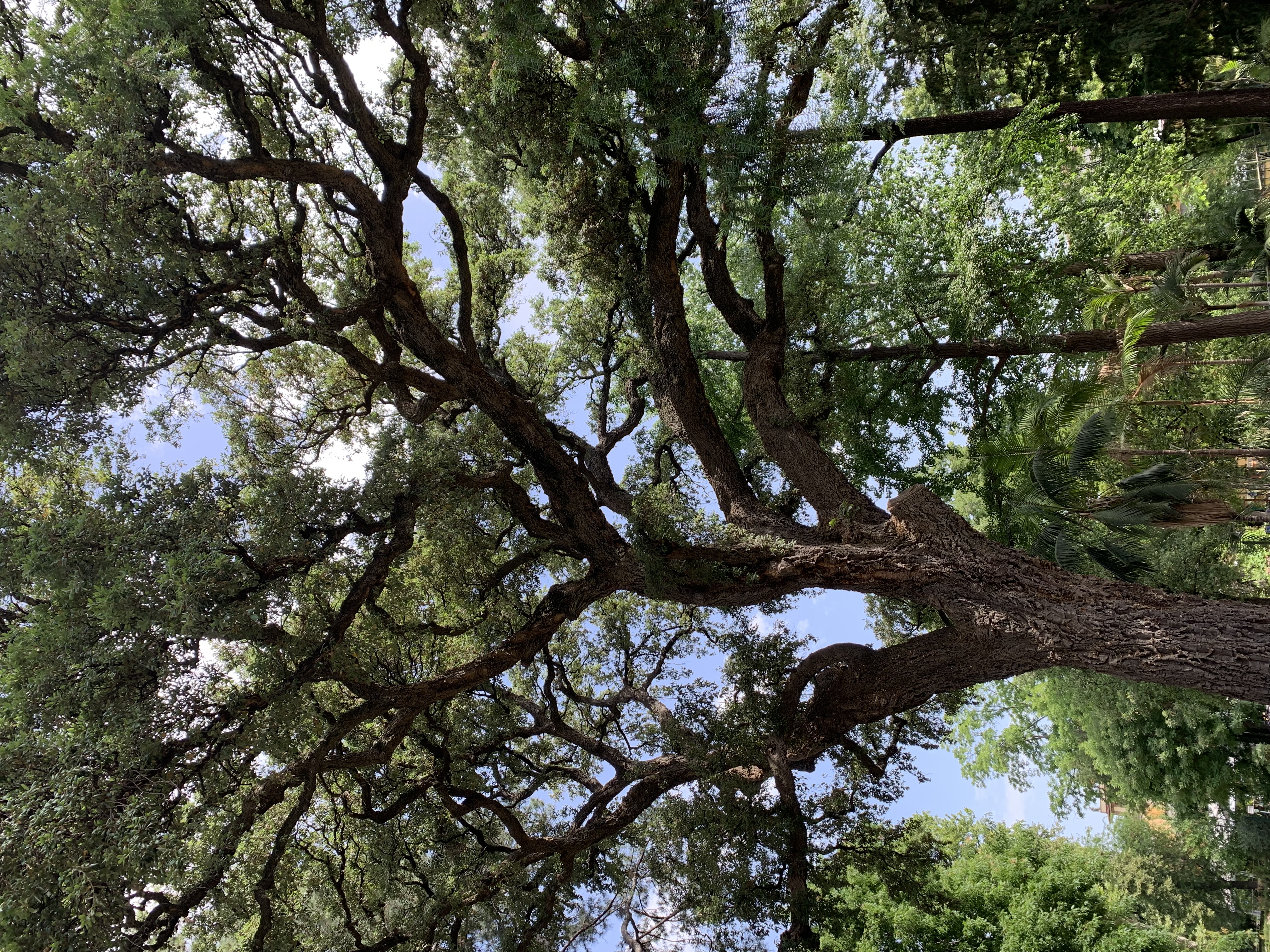 A giant cork oak, planted in the 1800’s